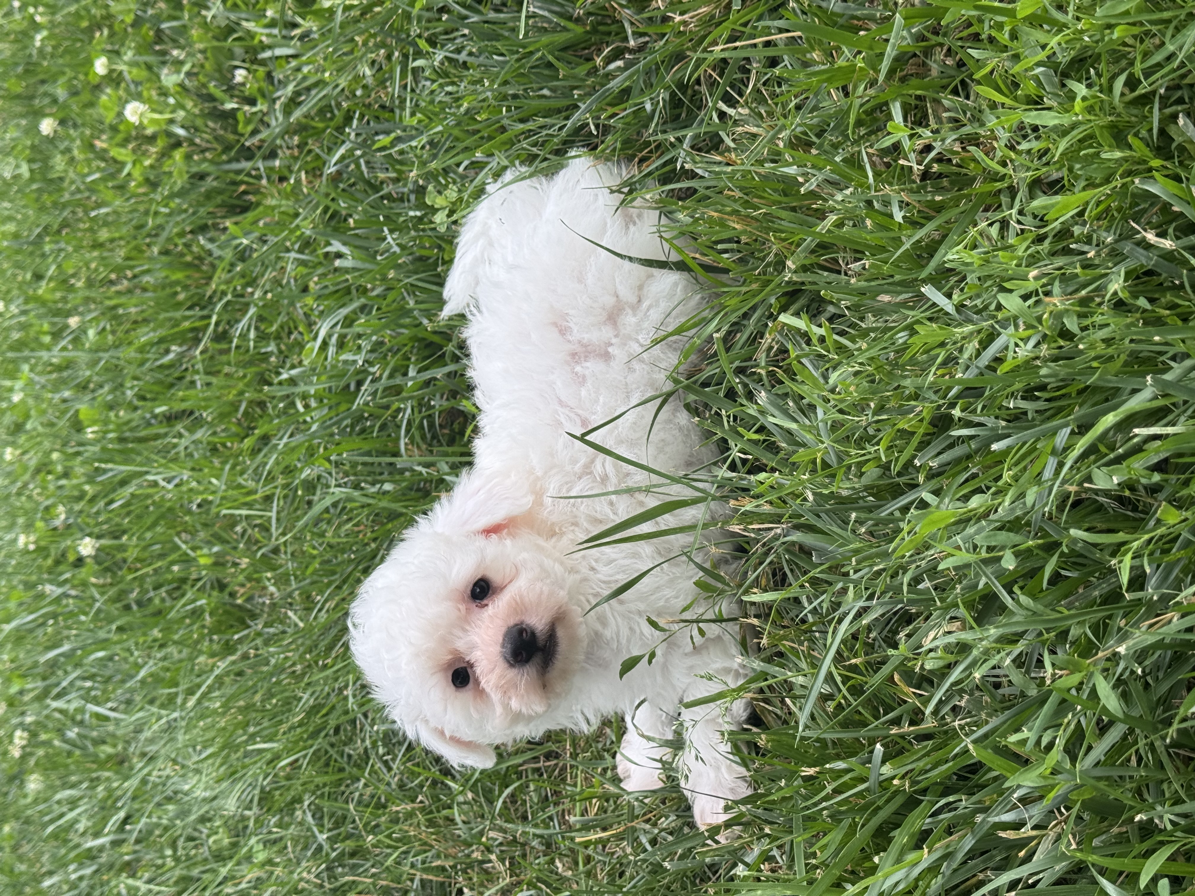 puppy, for, sale, Bichon & Poodle, Curtis  Martin, dog, breeder, Seneca Falls, NY, dog-breeder, puppy-for-sale, forsale, nearby, find, puppyfind, locator, puppylocator, aca
