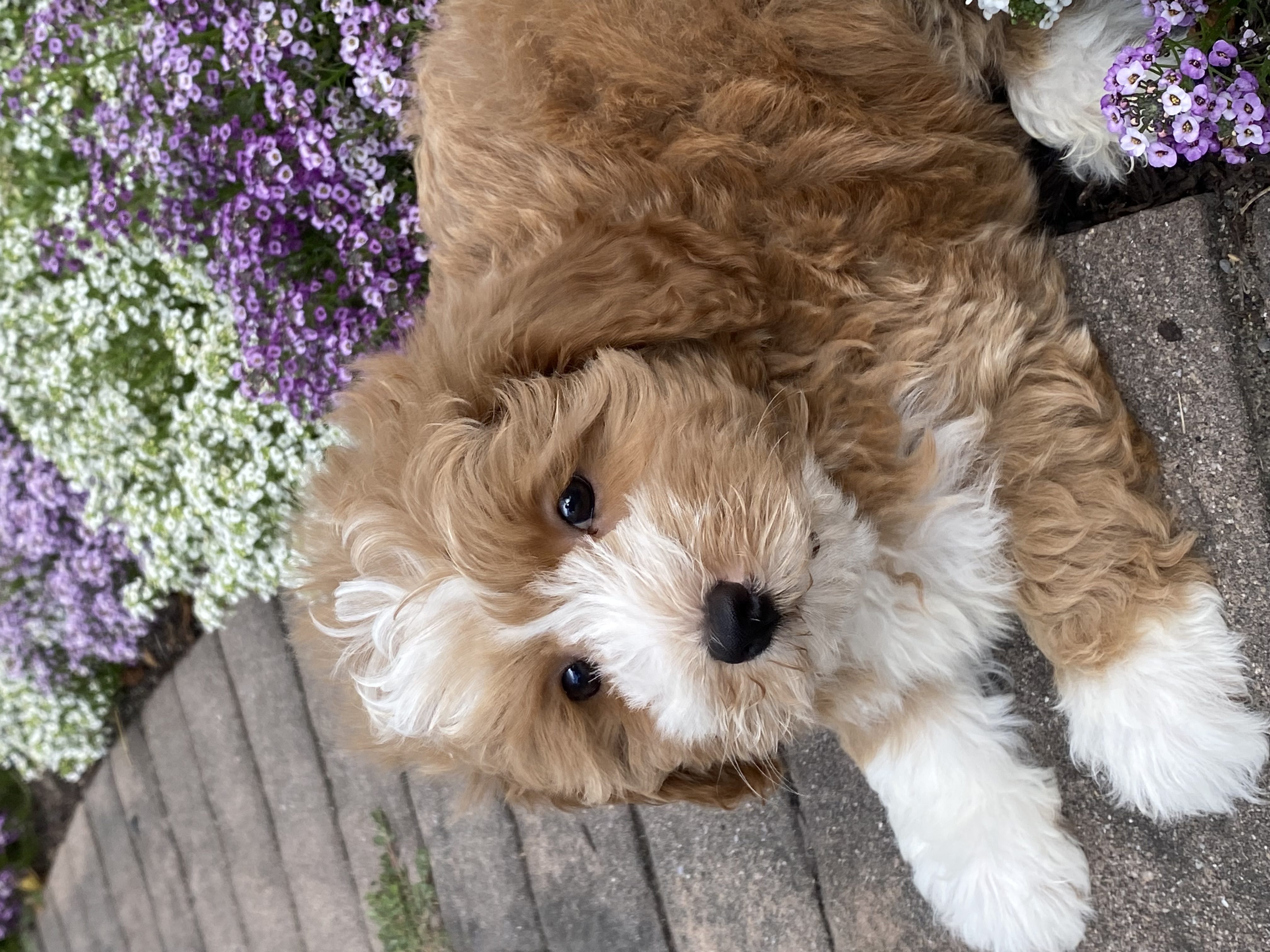 puppy, for, sale, Pooton, Curtis  Martin, dog, breeder, Seneca Falls, NY, dog-breeder, puppy-for-sale, forsale, nearby, find, puppyfind, locator, puppylocator, aca