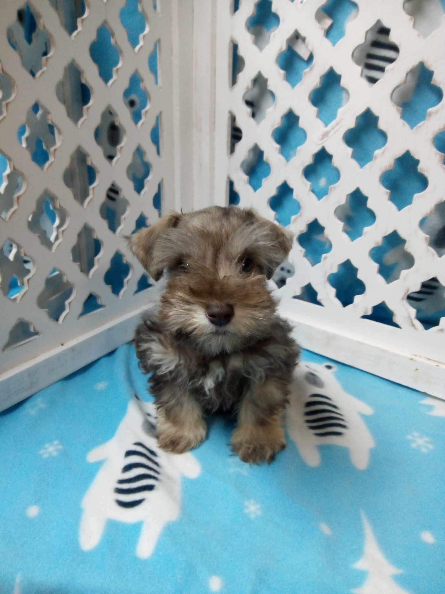 puppy, for, sale, Miniature Schnauzer, Rachel  Meade - Driesbaugh, dog, breeder, Port Crane, NY, dog-breeder, puppy-for-sale, forsale, nearby, find, puppyfind, locator, puppylocator, aca