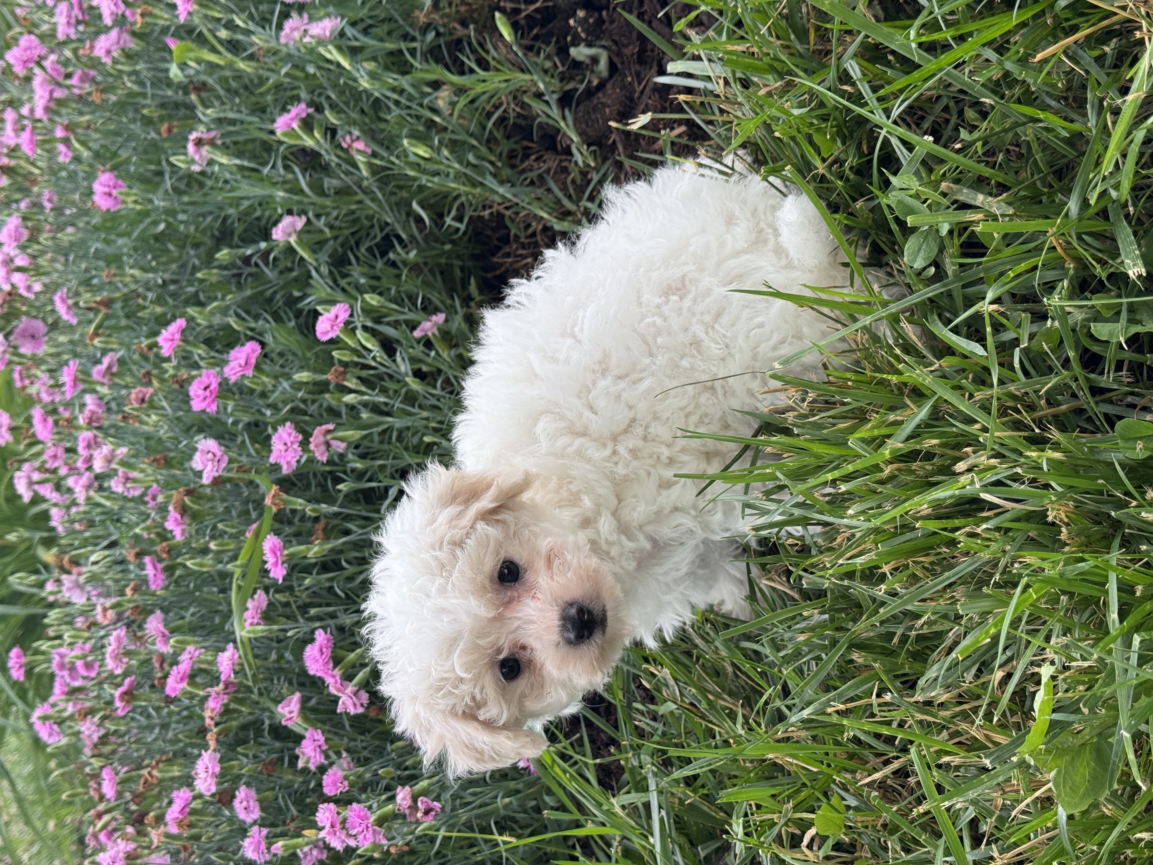 puppy, for, sale, Bichon & Poodle, Curtis  Martin, dog, breeder, Seneca Falls, NY, dog-breeder, puppy-for-sale, forsale, nearby, find, puppyfind, locator, puppylocator, aca