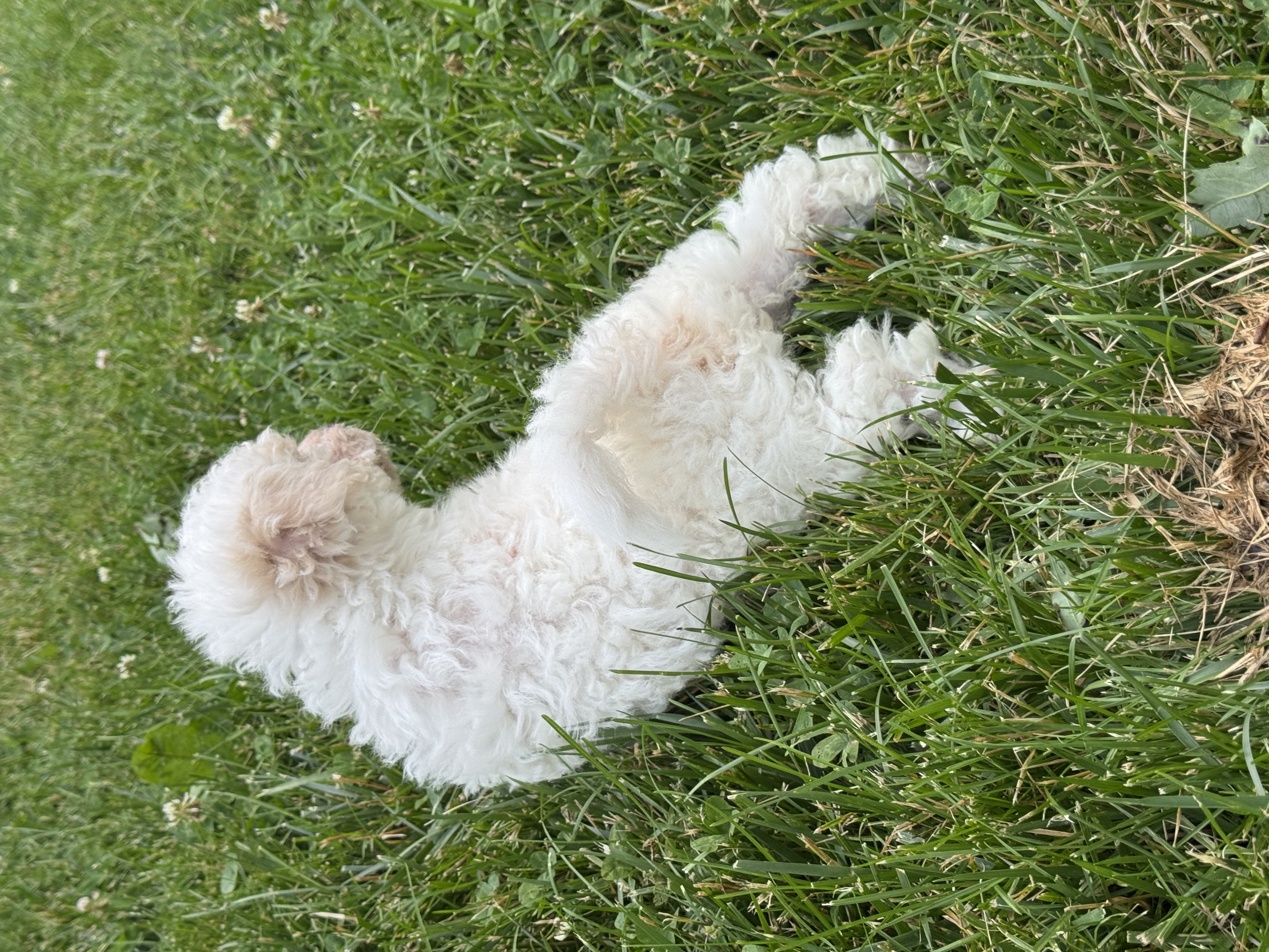 puppy, for, sale, Bichon & Poodle, Curtis  Martin, dog, breeder, Seneca Falls, NY, dog-breeder, puppy-for-sale, forsale, nearby, find, puppyfind, locator, puppylocator, aca