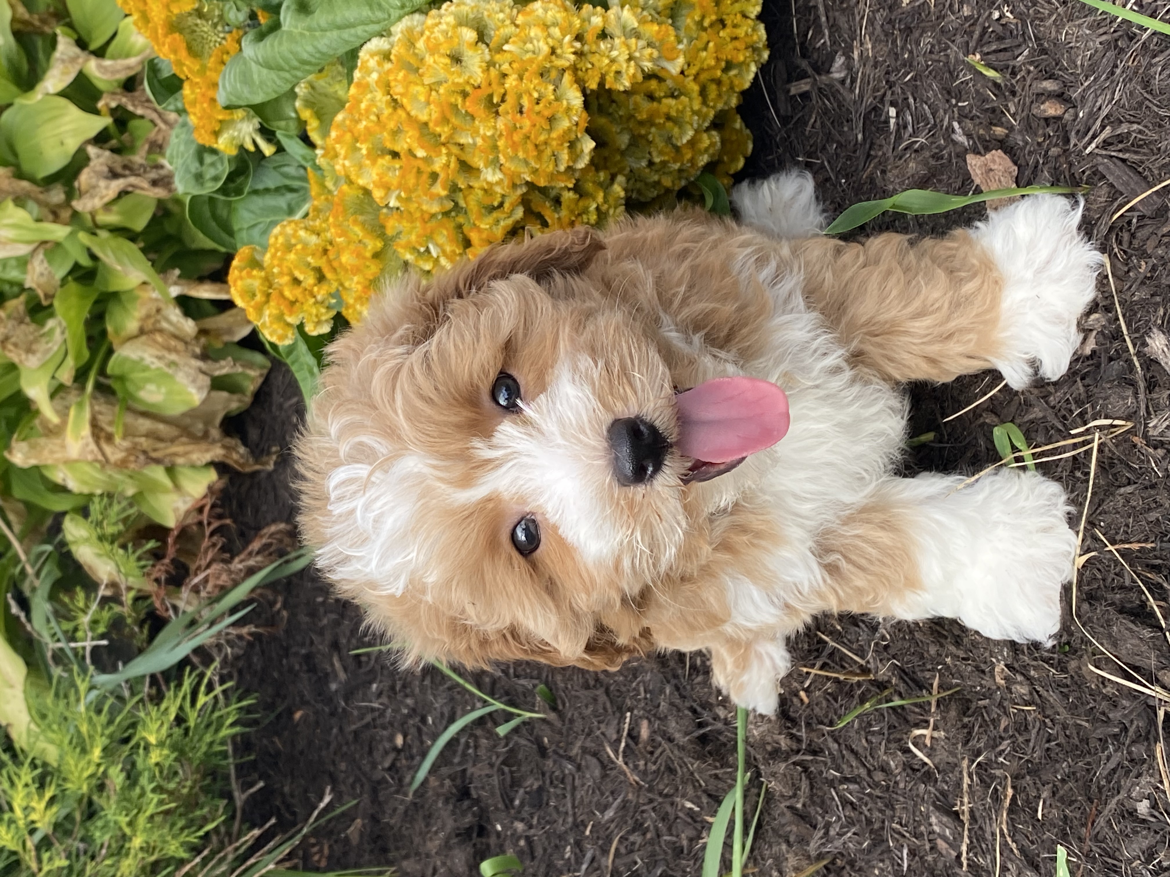 puppy, for, sale, Pooton, Curtis  Martin, dog, breeder, Seneca Falls, NY, dog-breeder, puppy-for-sale, forsale, nearby, find, puppyfind, locator, puppylocator, aca