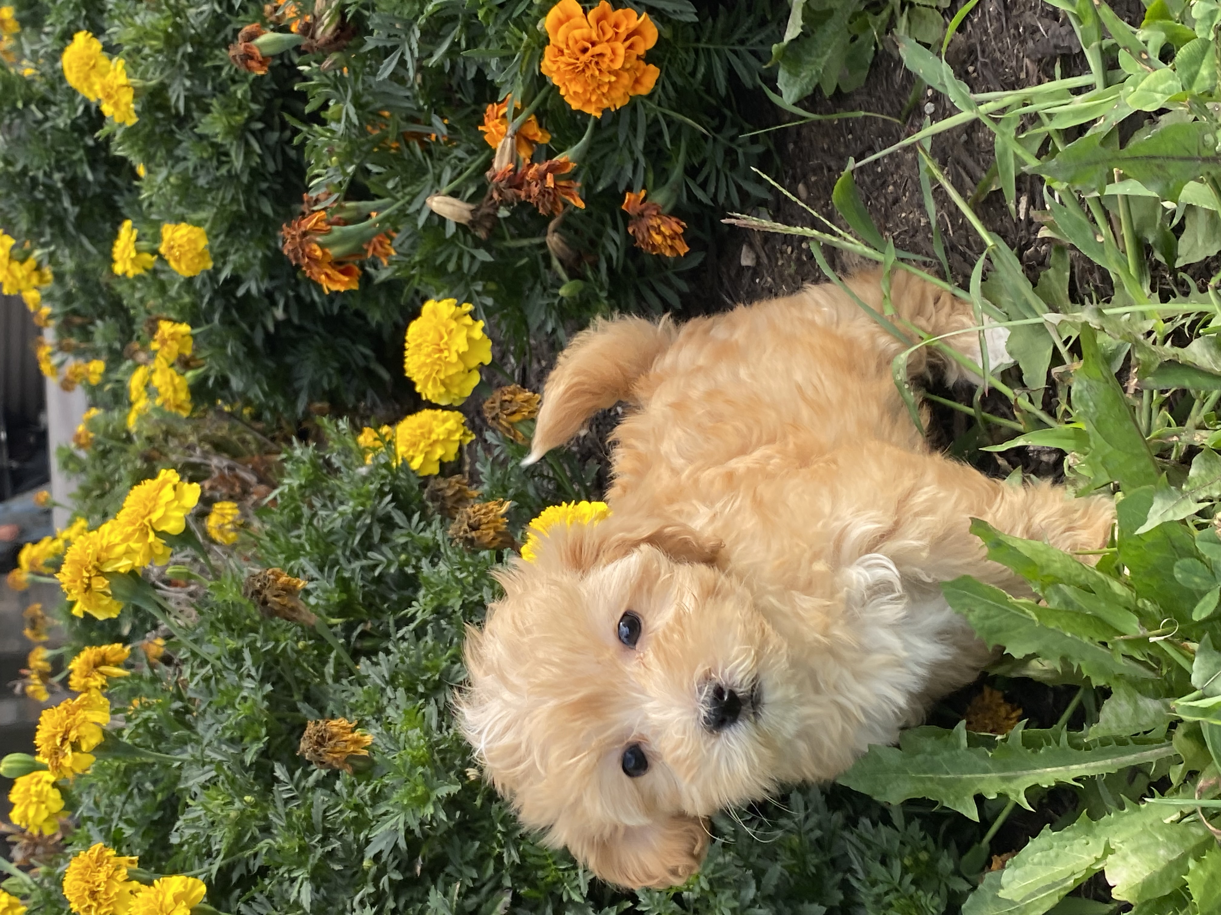 puppy, for, sale, Pooton, Curtis  Martin, dog, breeder, Seneca Falls, NY, dog-breeder, puppy-for-sale, forsale, nearby, find, puppyfind, locator, puppylocator, aca