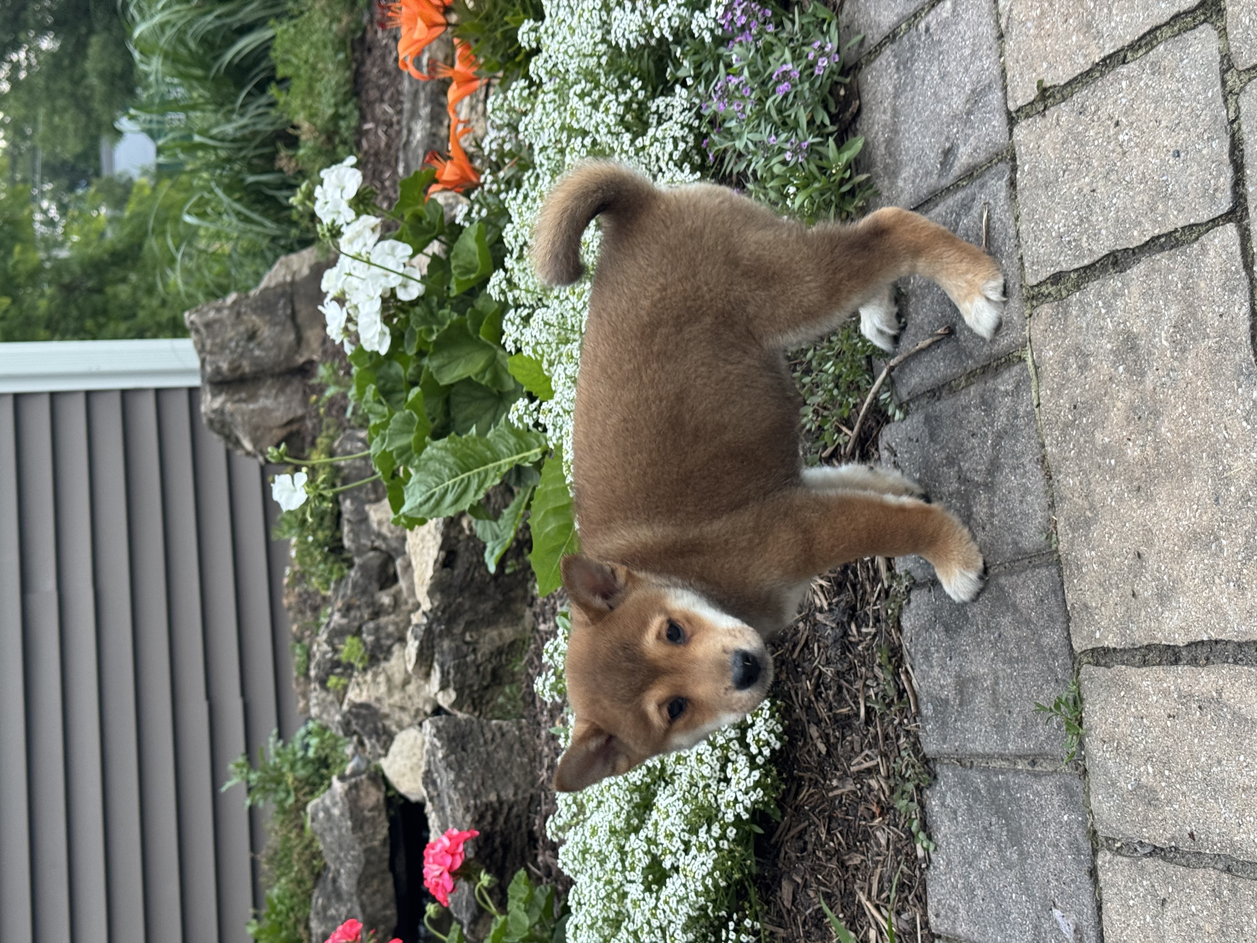 puppy, for, sale, Shiba Inu, Curtis  Martin, dog, breeder, Seneca Falls, NY, dog-breeder, puppy-for-sale, forsale, nearby, find, puppyfind, locator, puppylocator, aca