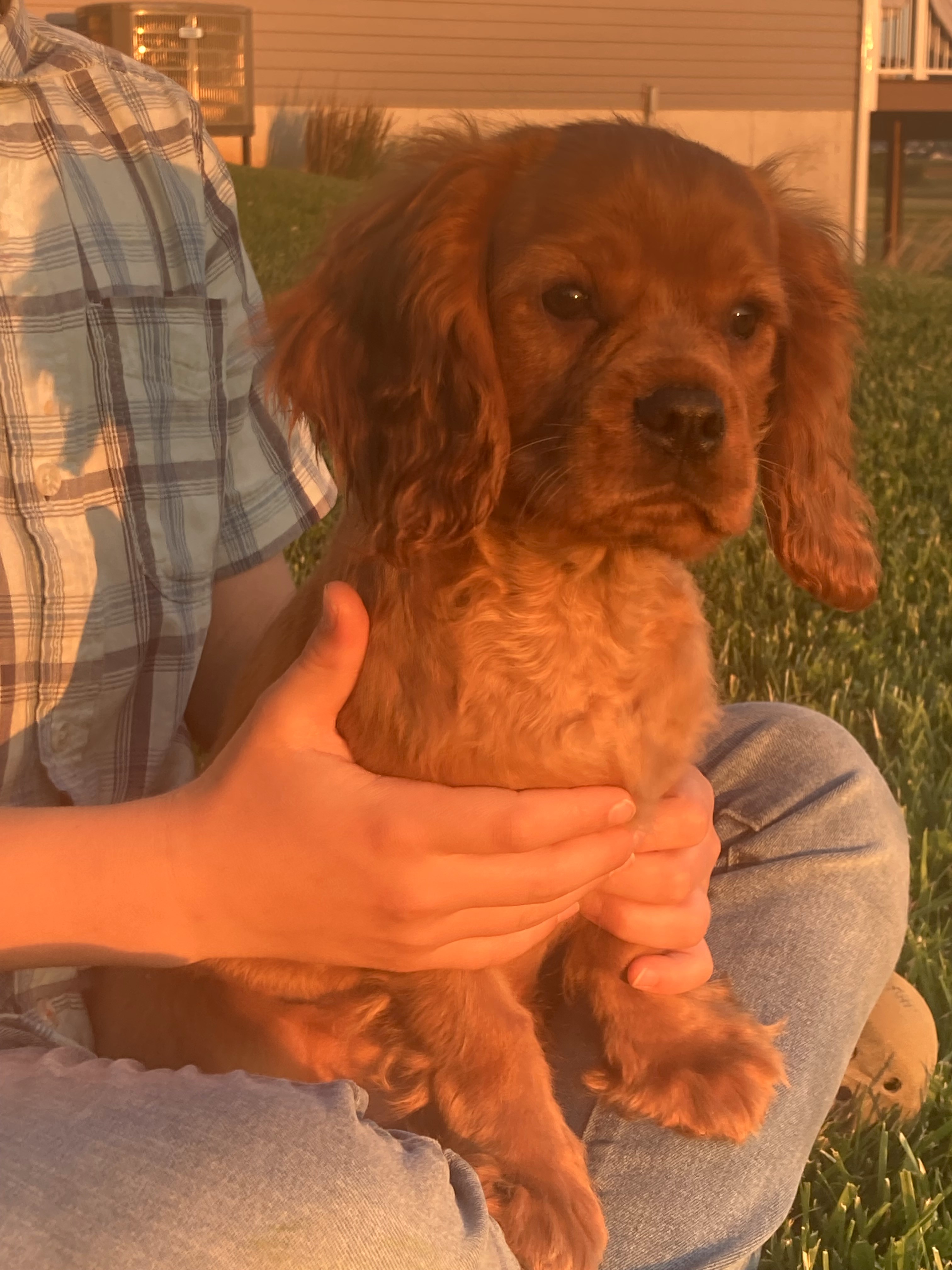 puppy, for, sale, Cavalier King Charles Spaniel,   Little Stream Estates LLC, dog, breeder, Lititz, PA, dog-breeder, puppy-for-sale, forsale, nearby, find, puppyfind, locator, puppylocator, aca