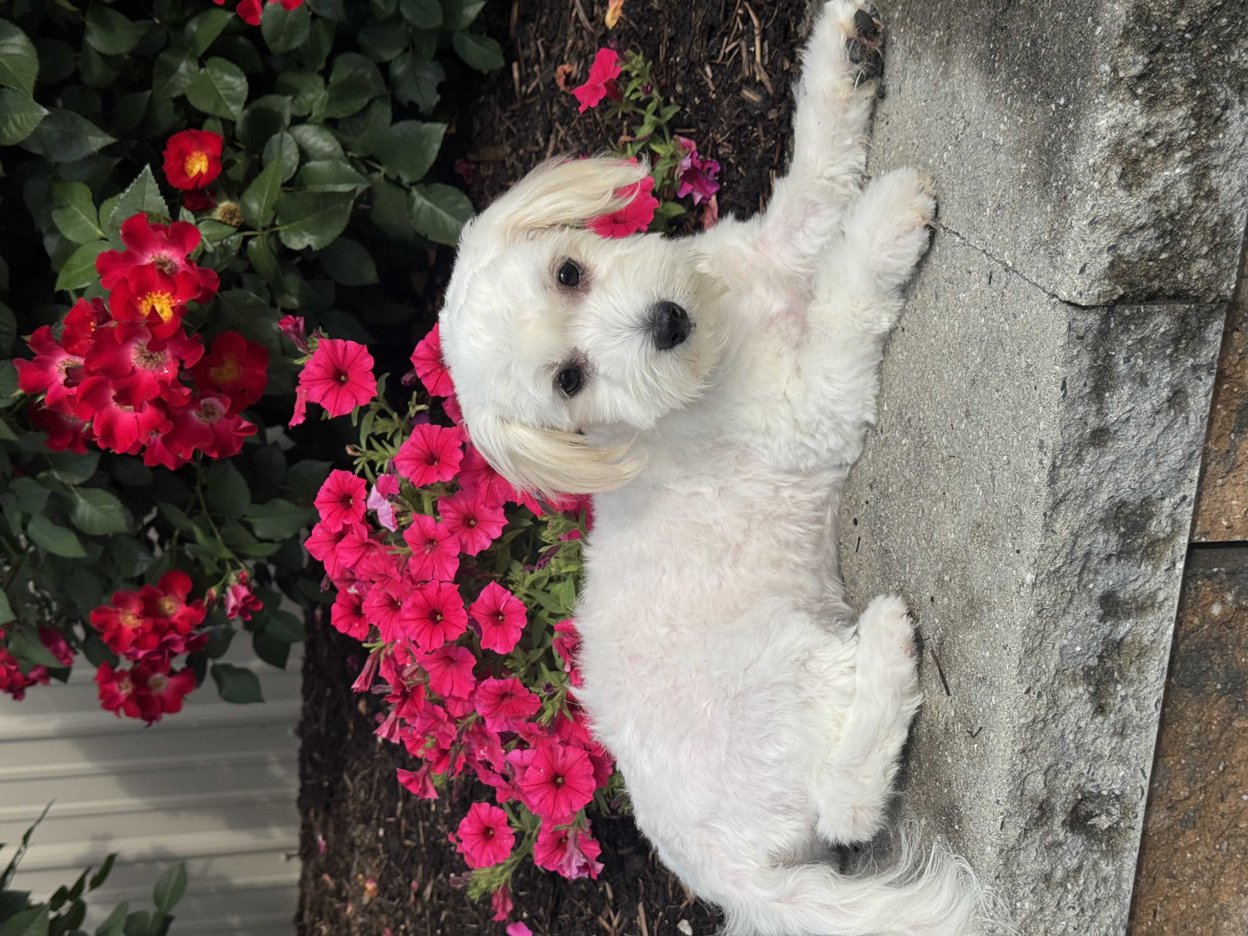 puppy, for, sale, Lhasa Apso - Mix, Curtis  Martin, dog, breeder, Seneca Falls, NY, dog-breeder, puppy-for-sale, forsale, nearby, find, puppyfind, locator, puppylocator, aca
