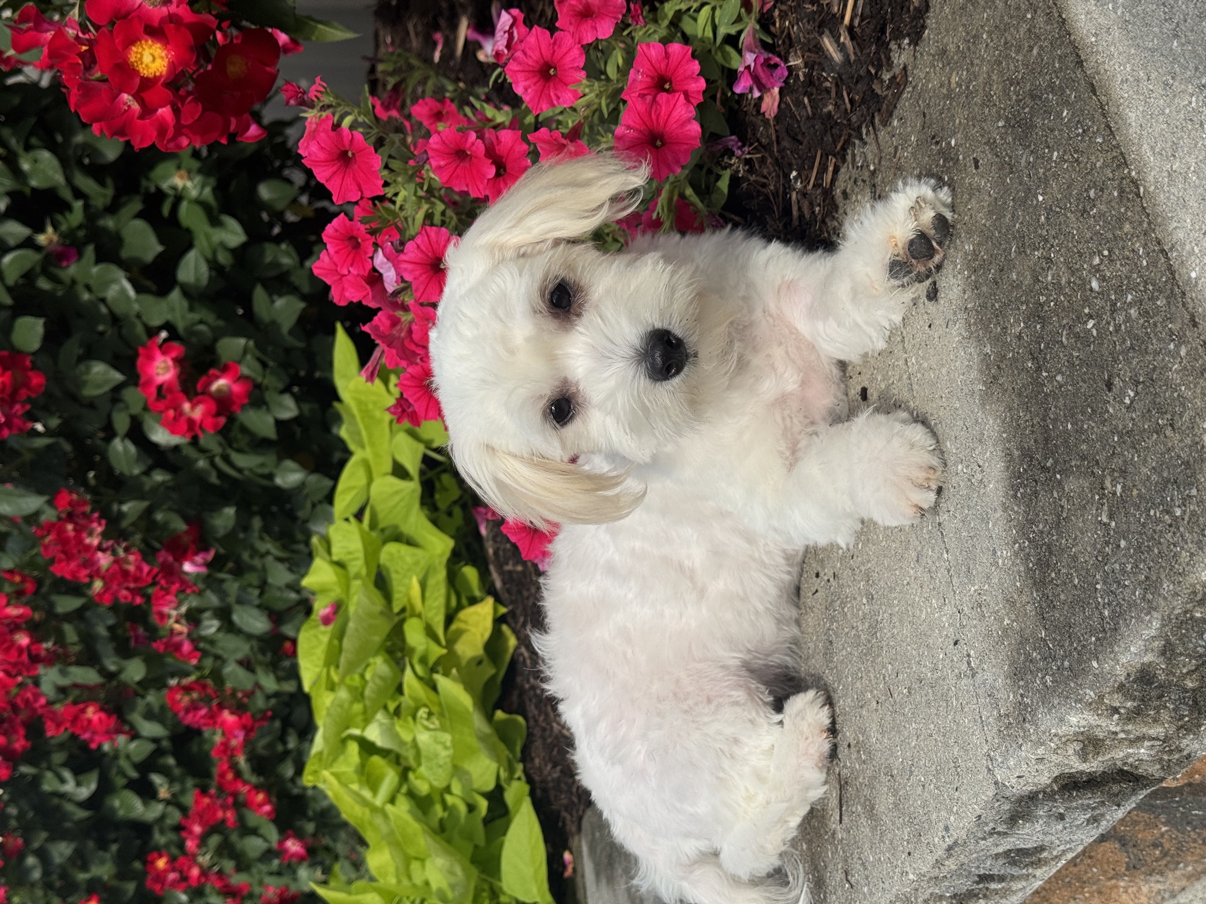 puppy, for, sale, Lhasa Apso - Mix, Curtis  Martin, dog, breeder, Seneca Falls, NY, dog-breeder, puppy-for-sale, forsale, nearby, find, puppyfind, locator, puppylocator, aca
