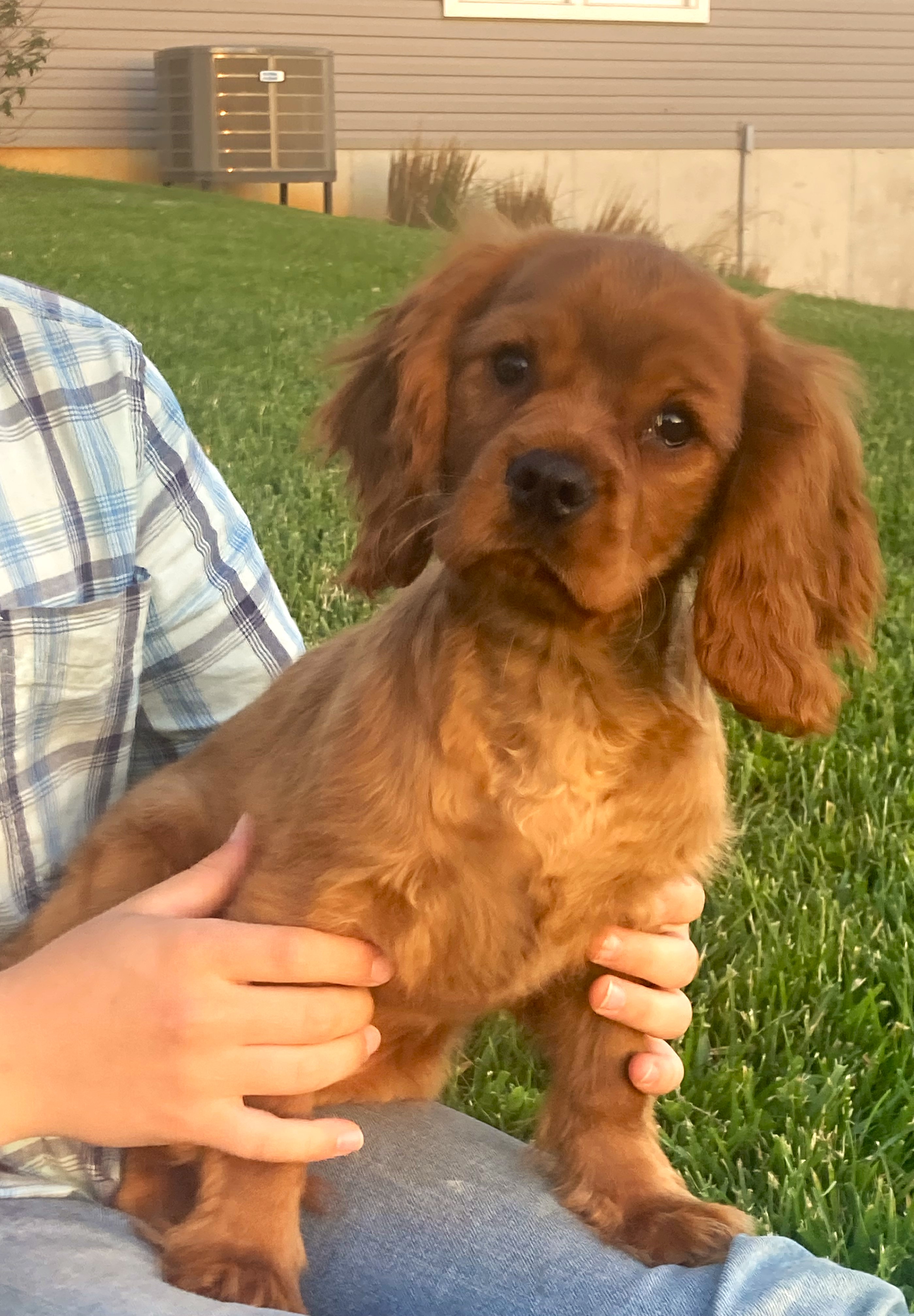 puppy, for, sale, Cavalier King Charles Spaniel,   Little Stream Estates LLC, dog, breeder, Lititz, PA, dog-breeder, puppy-for-sale, forsale, nearby, find, puppyfind, locator, puppylocator, aca