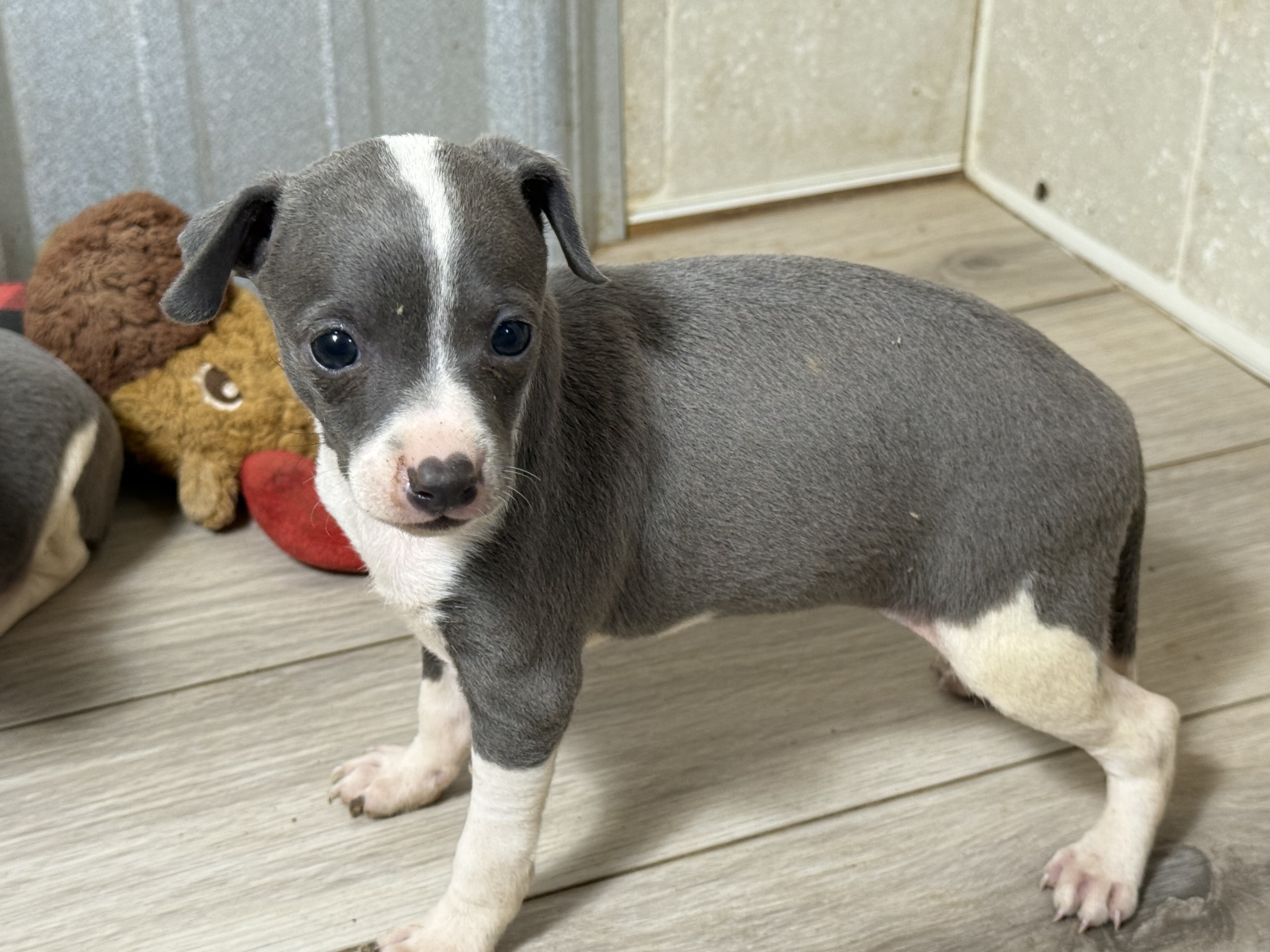 puppy, for, sale, Italian Greyhound, Kimberly  Dildine, dog, breeder, Willow Springs, MO, dog-breeder, puppy-for-sale, forsale, nearby, find, puppyfind, locator, puppylocator, aca