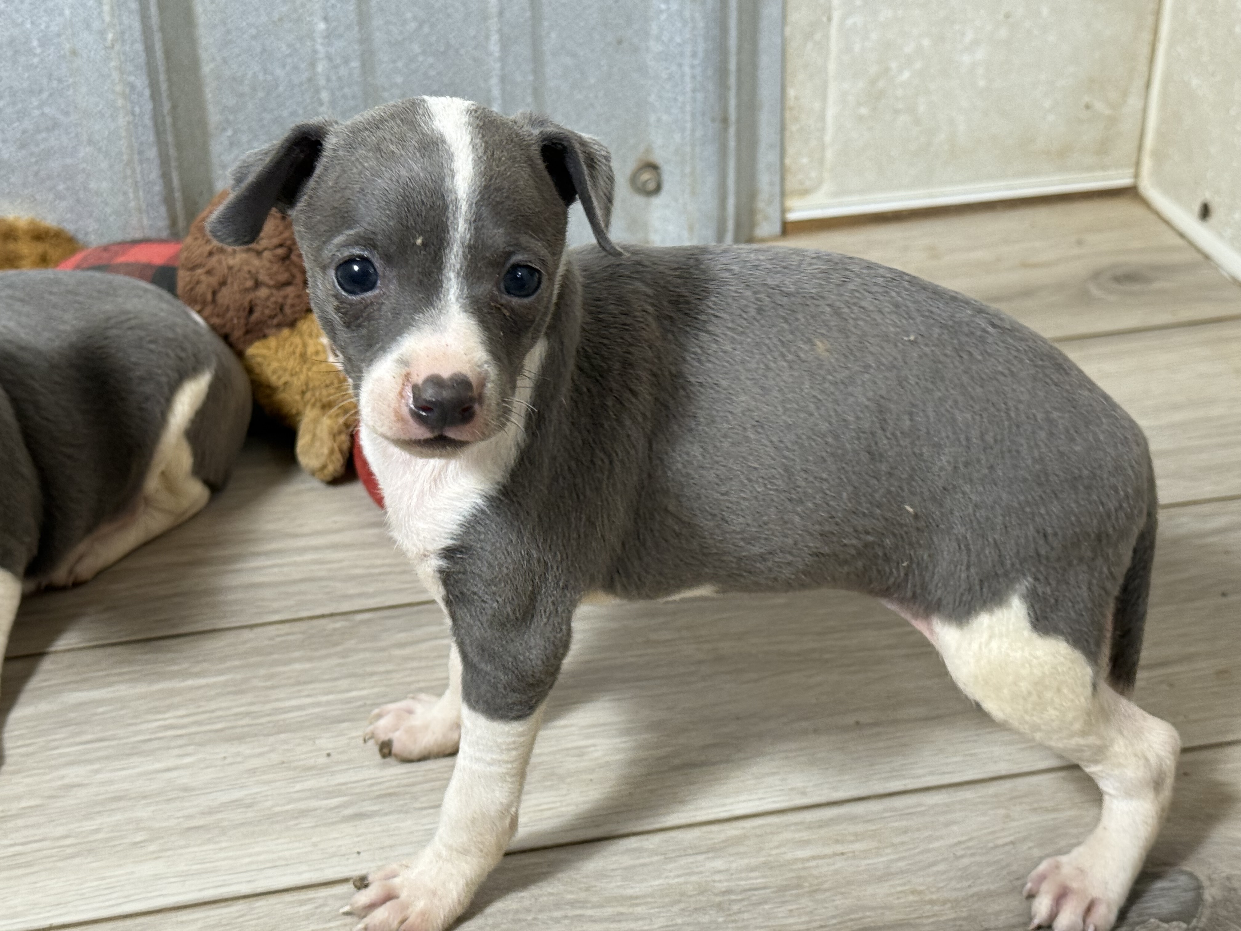 puppy, for, sale, Italian Greyhound, Kimberly  Dildine, dog, breeder, Willow Springs, MO, dog-breeder, puppy-for-sale, forsale, nearby, find, puppyfind, locator, puppylocator, aca