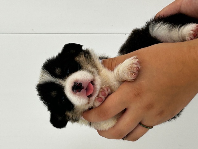 puppy, for, sale, Pembroke Welsh Corgi, Rueben  Fisher, dog, breeder, Narvon, PA, dog-breeder, puppy-for-sale, forsale, nearby, find, puppyfind, locator, puppylocator, aca