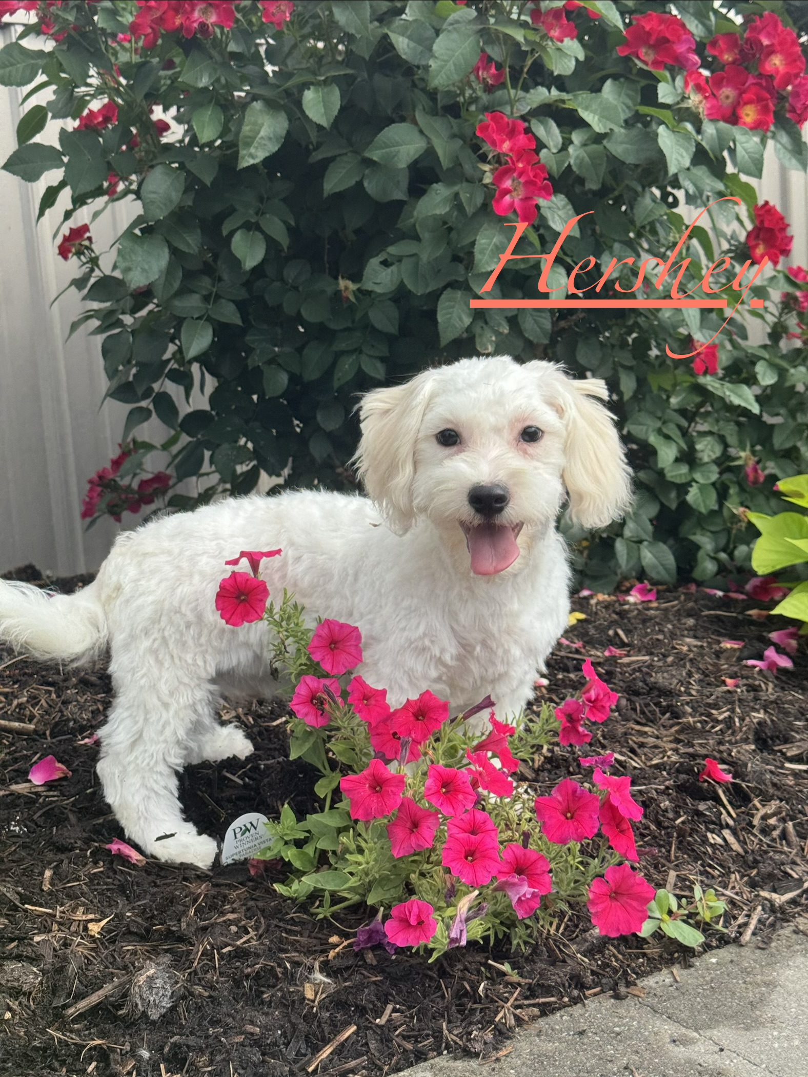 puppy, for, sale, Havanese/Coton de Tulear, Curtis  Martin, dog, breeder, Seneca Falls, NY, dog-breeder, puppy-for-sale, forsale, nearby, find, puppyfind, locator, puppylocator, aca