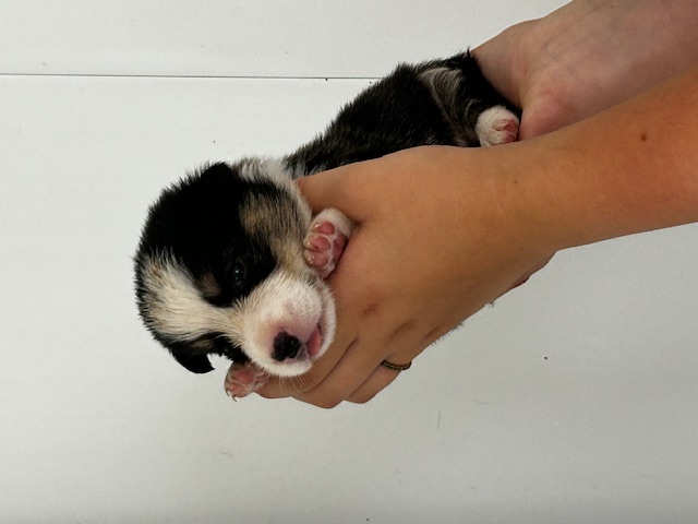 puppy, for, sale, Pembroke Welsh Corgi, Rueben  Fisher, dog, breeder, Narvon, PA, dog-breeder, puppy-for-sale, forsale, nearby, find, puppyfind, locator, puppylocator, aca