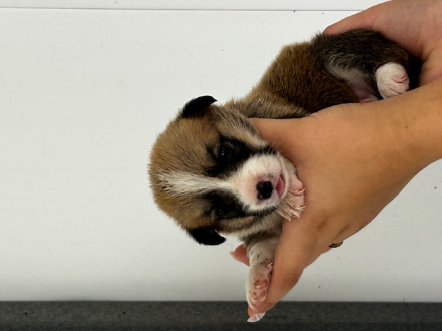 puppy, for, sale, Pembroke Welsh Corgi, Rueben  Fisher, dog, breeder, Narvon, PA, dog-breeder, puppy-for-sale, forsale, nearby, find, puppyfind, locator, puppylocator, aca