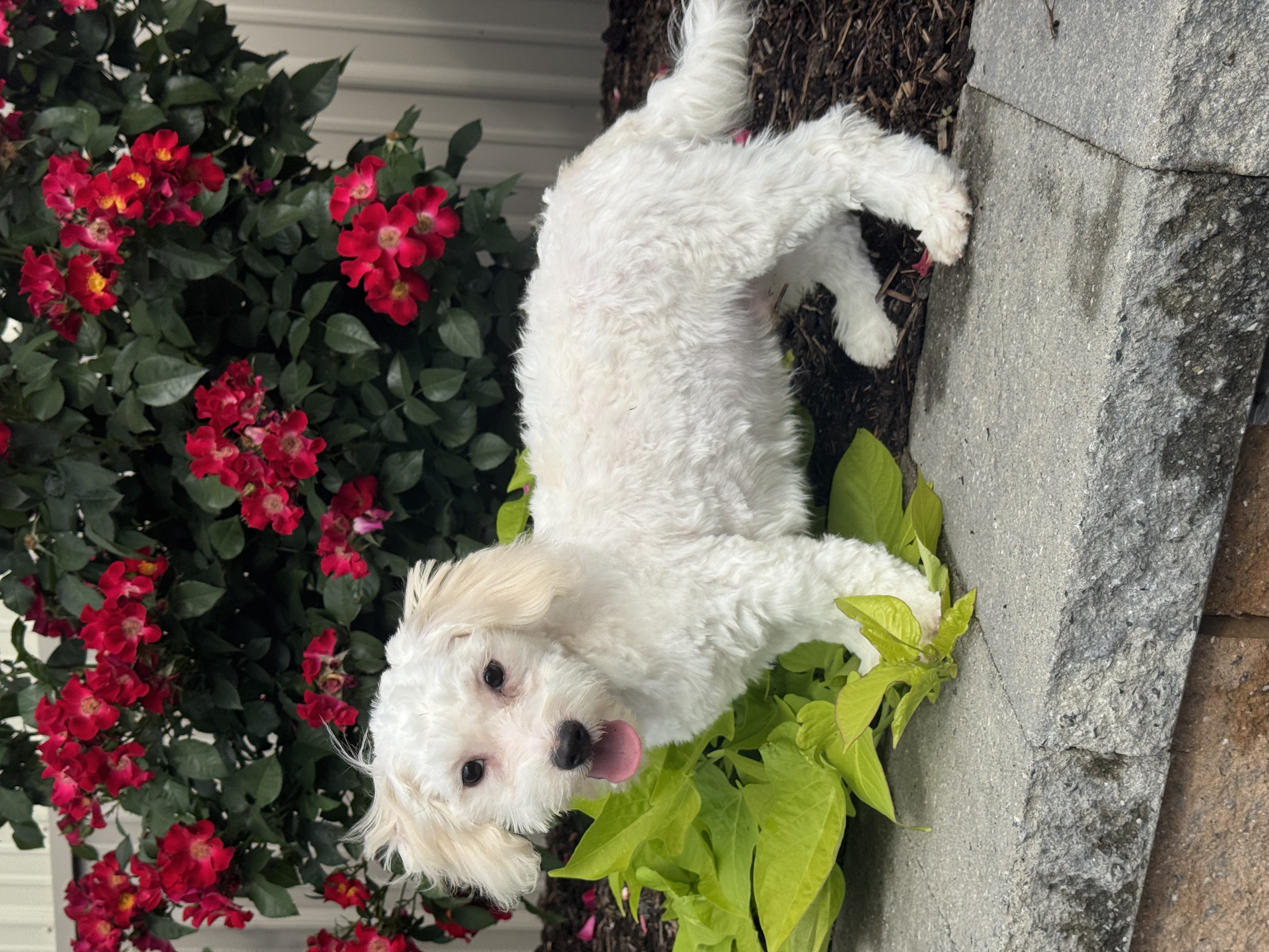 puppy, for, sale, Havanese/Coton de Tulear, Curtis  Martin, dog, breeder, Seneca Falls, NY, dog-breeder, puppy-for-sale, forsale, nearby, find, puppyfind, locator, puppylocator, aca
