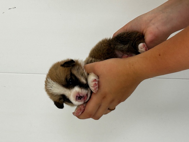 puppy, for, sale, Pembroke Welsh Corgi, Rueben  Fisher, dog, breeder, Narvon, PA, dog-breeder, puppy-for-sale, forsale, nearby, find, puppyfind, locator, puppylocator, aca