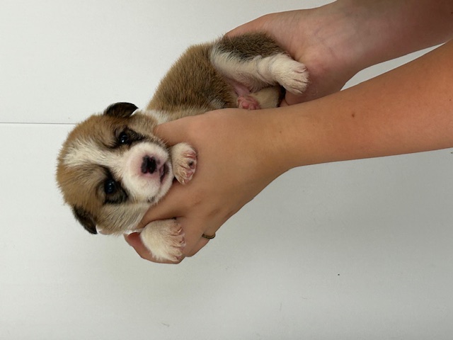 puppy, for, sale, Pembroke Welsh Corgi, Rueben  Fisher, dog, breeder, Narvon, PA, dog-breeder, puppy-for-sale, forsale, nearby, find, puppyfind, locator, puppylocator, aca