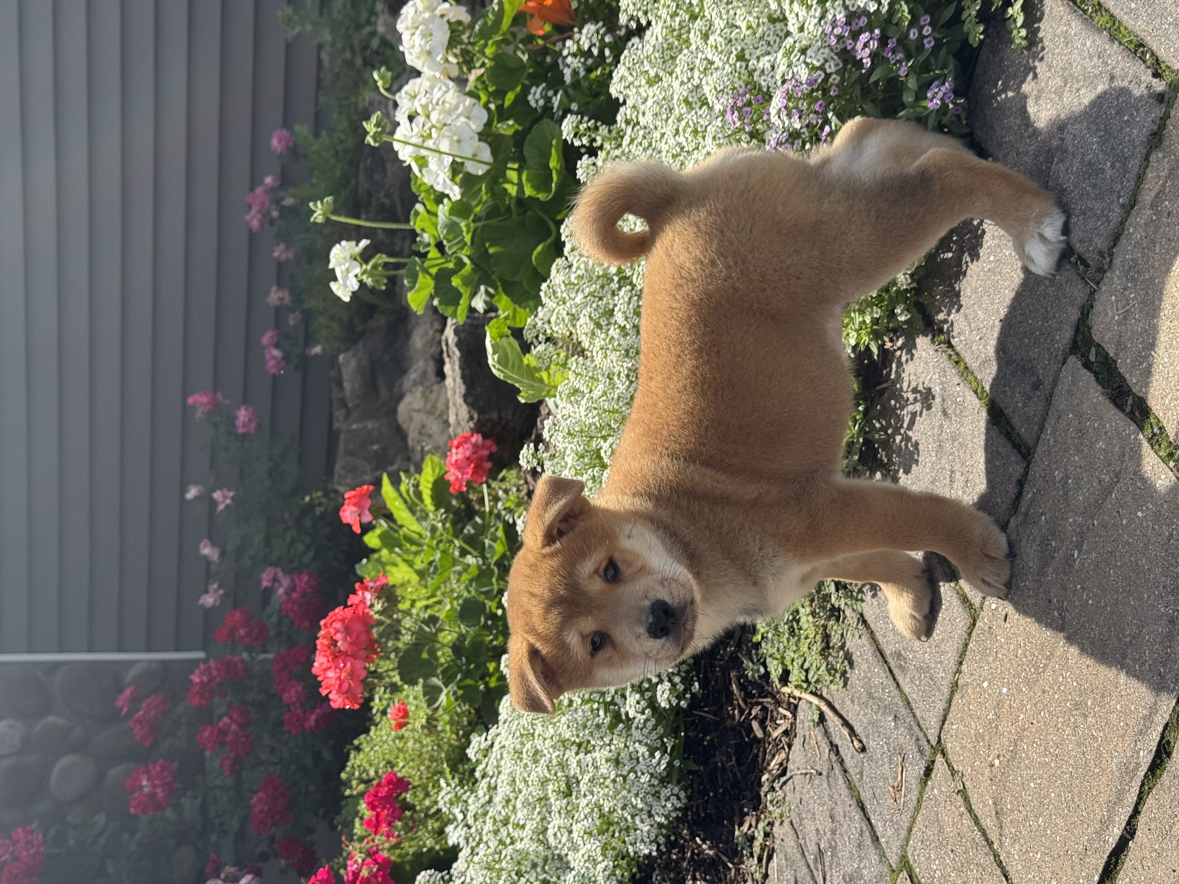 puppy, for, sale, Shiba Inu, Curtis  Martin, dog, breeder, Seneca Falls, NY, dog-breeder, puppy-for-sale, forsale, nearby, find, puppyfind, locator, puppylocator, aca