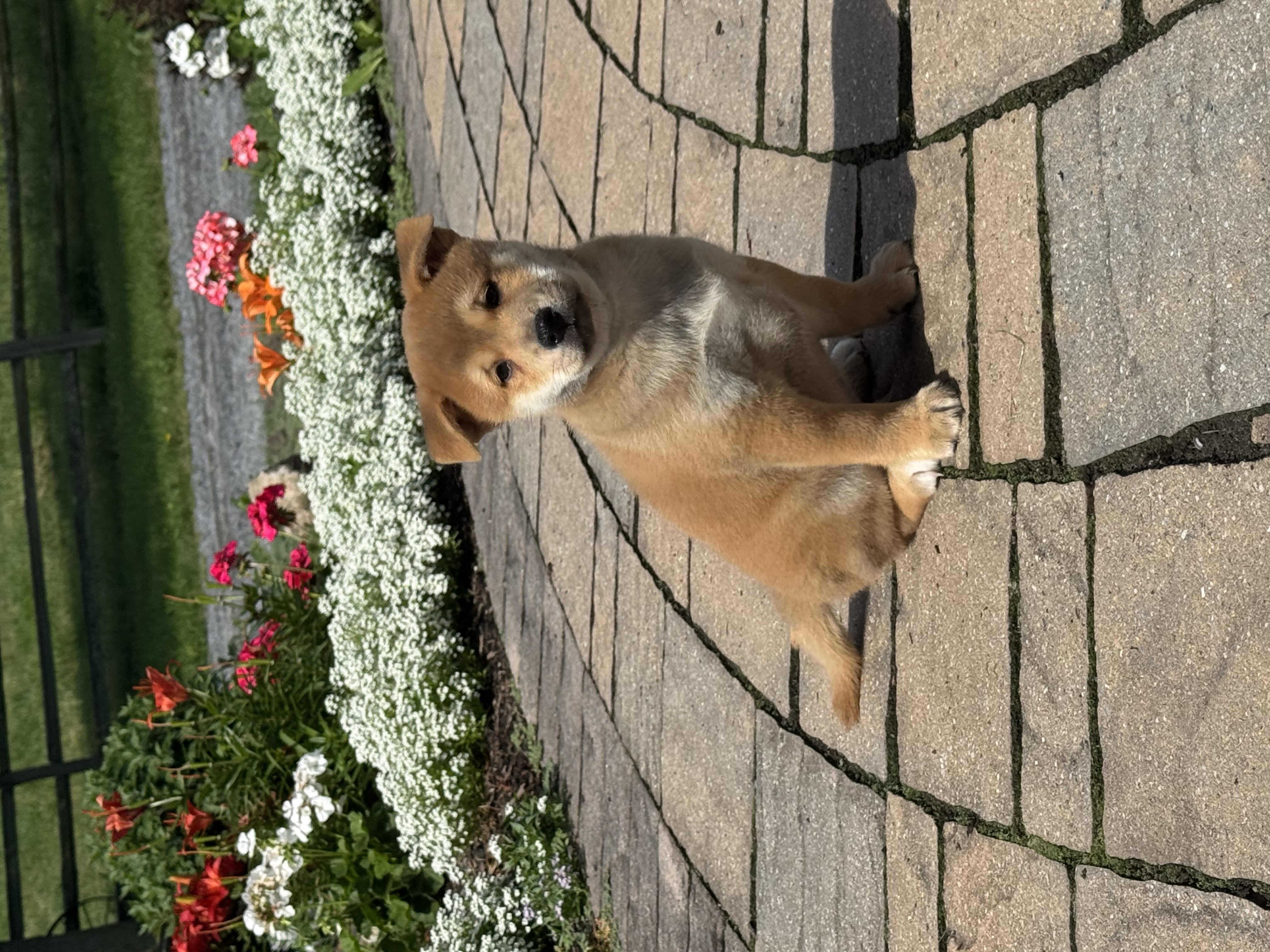 puppy, for, sale, Shiba Inu, Curtis  Martin, dog, breeder, Seneca Falls, NY, dog-breeder, puppy-for-sale, forsale, nearby, find, puppyfind, locator, puppylocator, aca
