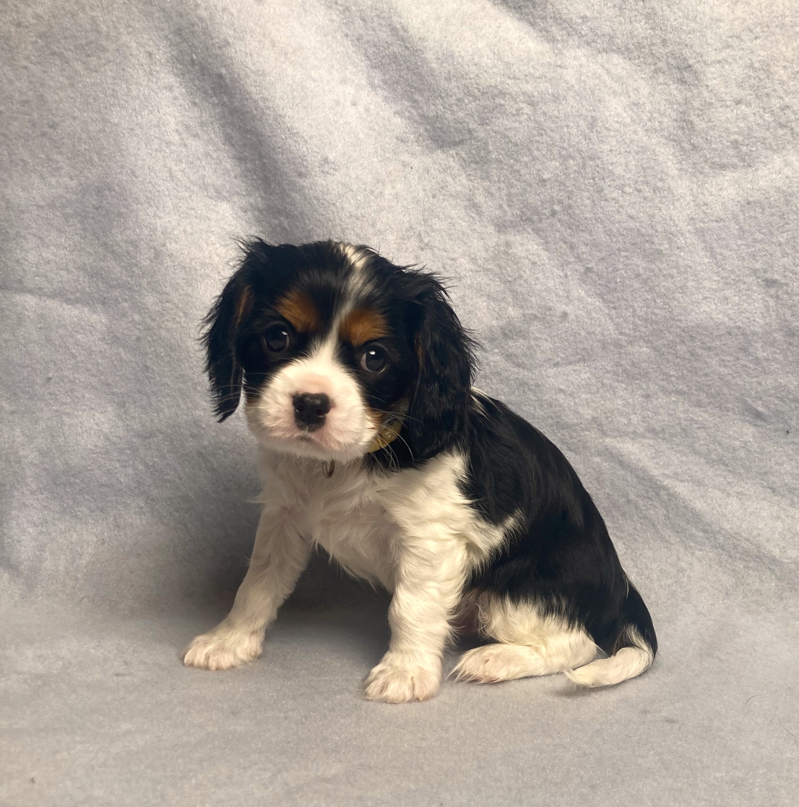 puppy, for, sale, Cavalier King Charles Spaniel,   Little Stream Estates LLC, dog, breeder, Lititz, PA, dog-breeder, puppy-for-sale, forsale, nearby, find, puppyfind, locator, puppylocator, aca