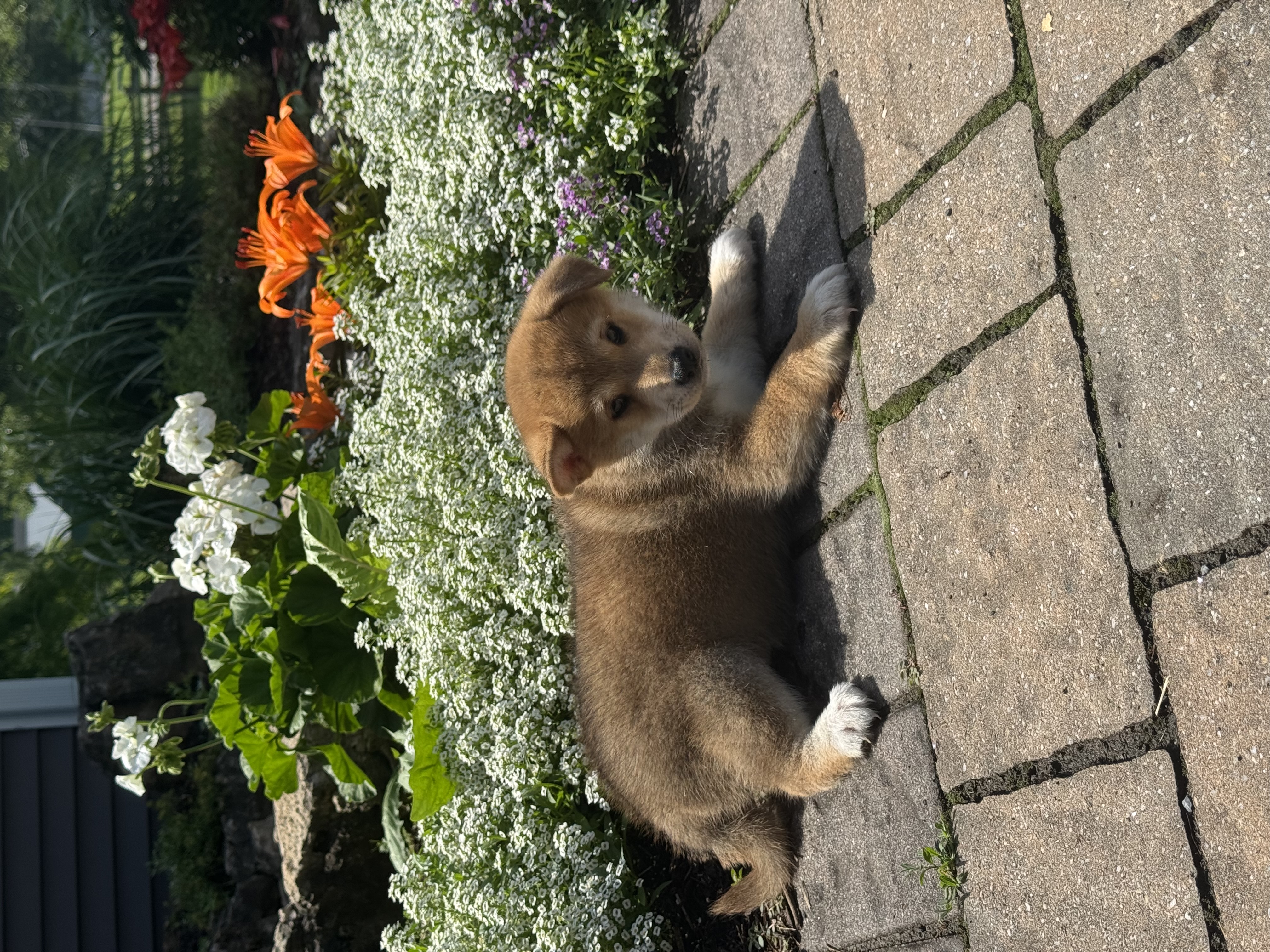 puppy, for, sale, Shiba Inu, Curtis  Martin, dog, breeder, Seneca Falls, NY, dog-breeder, puppy-for-sale, forsale, nearby, find, puppyfind, locator, puppylocator, aca
