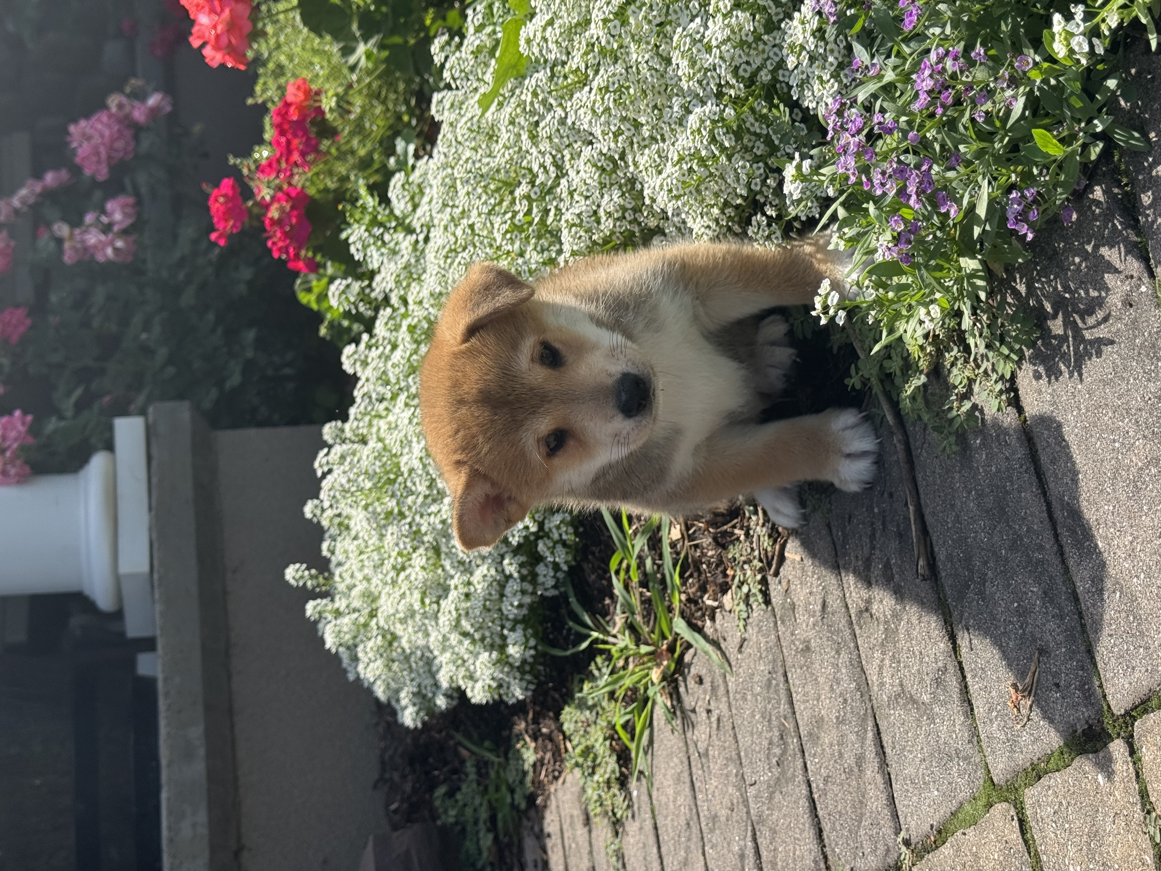 puppy, for, sale, Shiba Inu, Curtis  Martin, dog, breeder, Seneca Falls, NY, dog-breeder, puppy-for-sale, forsale, nearby, find, puppyfind, locator, puppylocator, aca