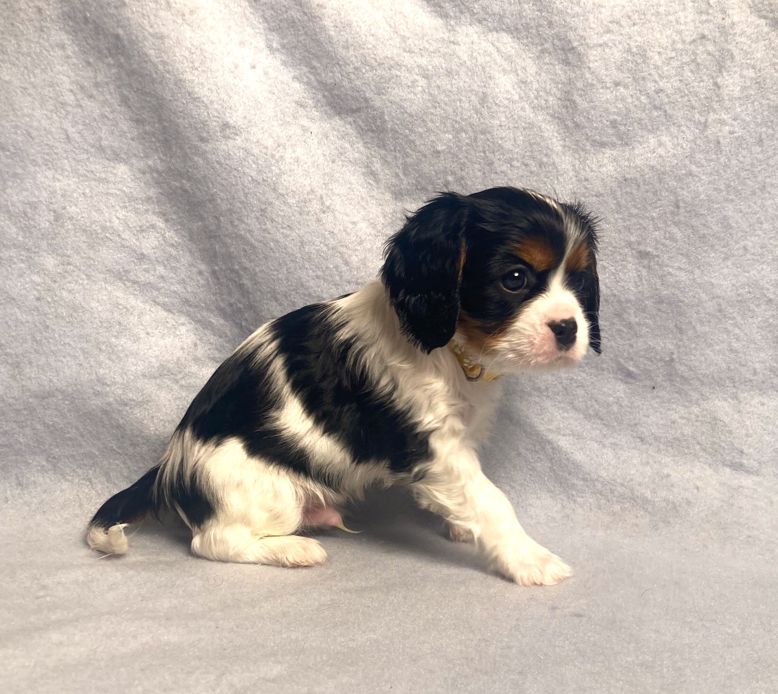 puppy, for, sale, Cavalier King Charles Spaniel,   Little Stream Estates LLC, dog, breeder, Lititz, PA, dog-breeder, puppy-for-sale, forsale, nearby, find, puppyfind, locator, puppylocator, aca