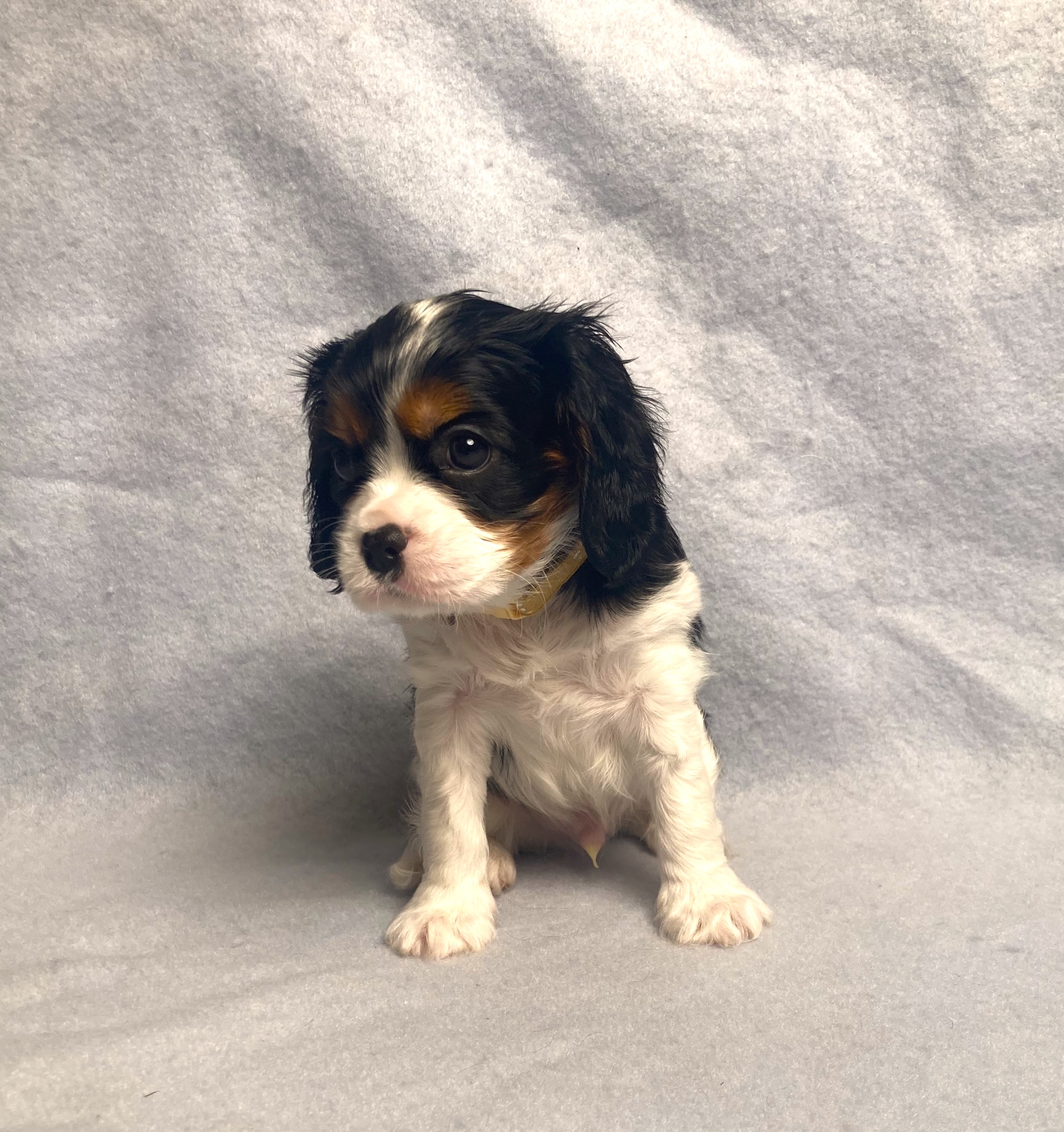 puppy, for, sale, Cavalier King Charles Spaniel,   Little Stream Estates LLC, dog, breeder, Lititz, PA, dog-breeder, puppy-for-sale, forsale, nearby, find, puppyfind, locator, puppylocator, aca