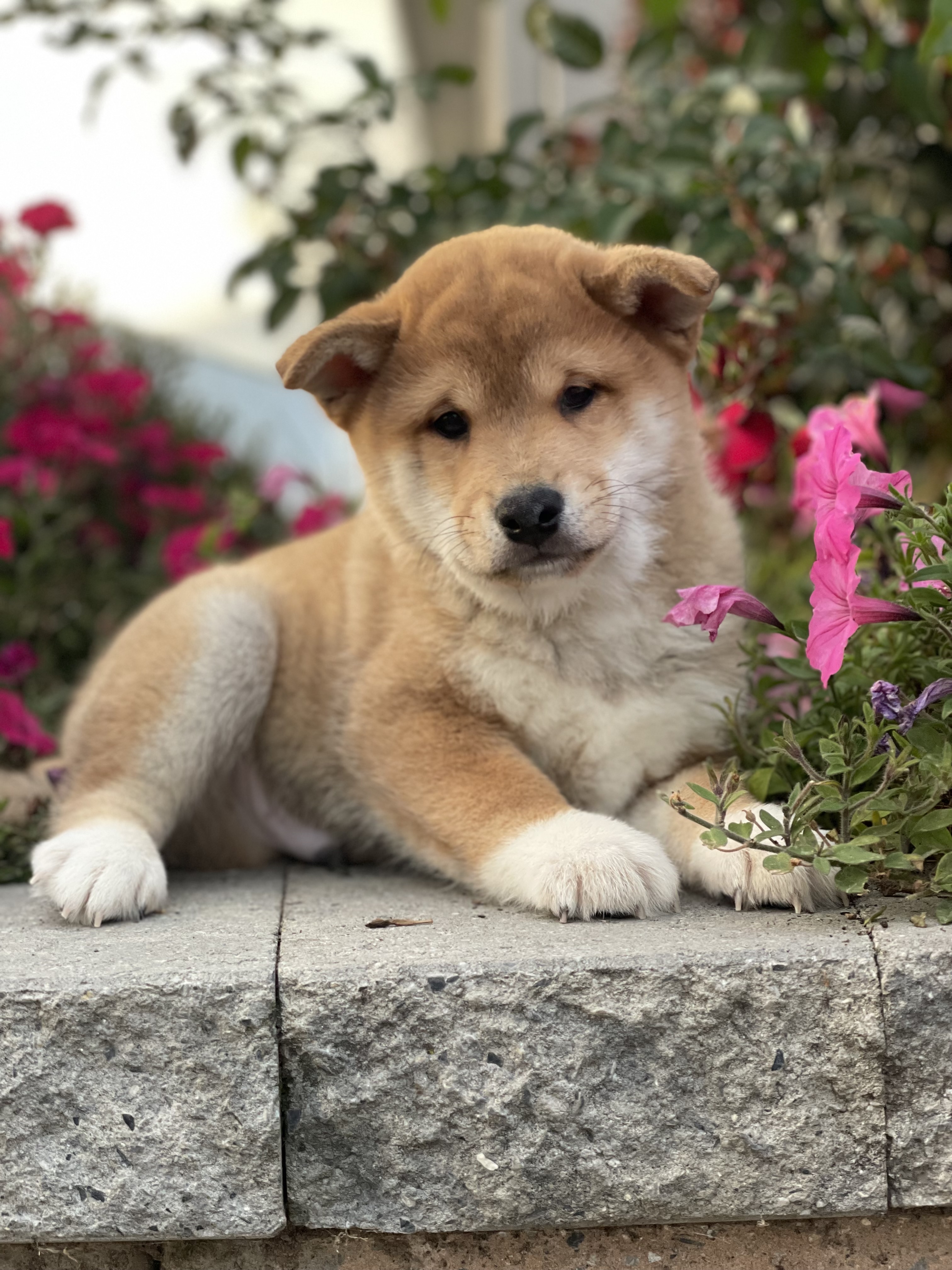 puppy, for, sale, Shiba Inu, Curtis  Martin, dog, breeder, Seneca Falls, NY, dog-breeder, puppy-for-sale, forsale, nearby, find, puppyfind, locator, puppylocator, aca