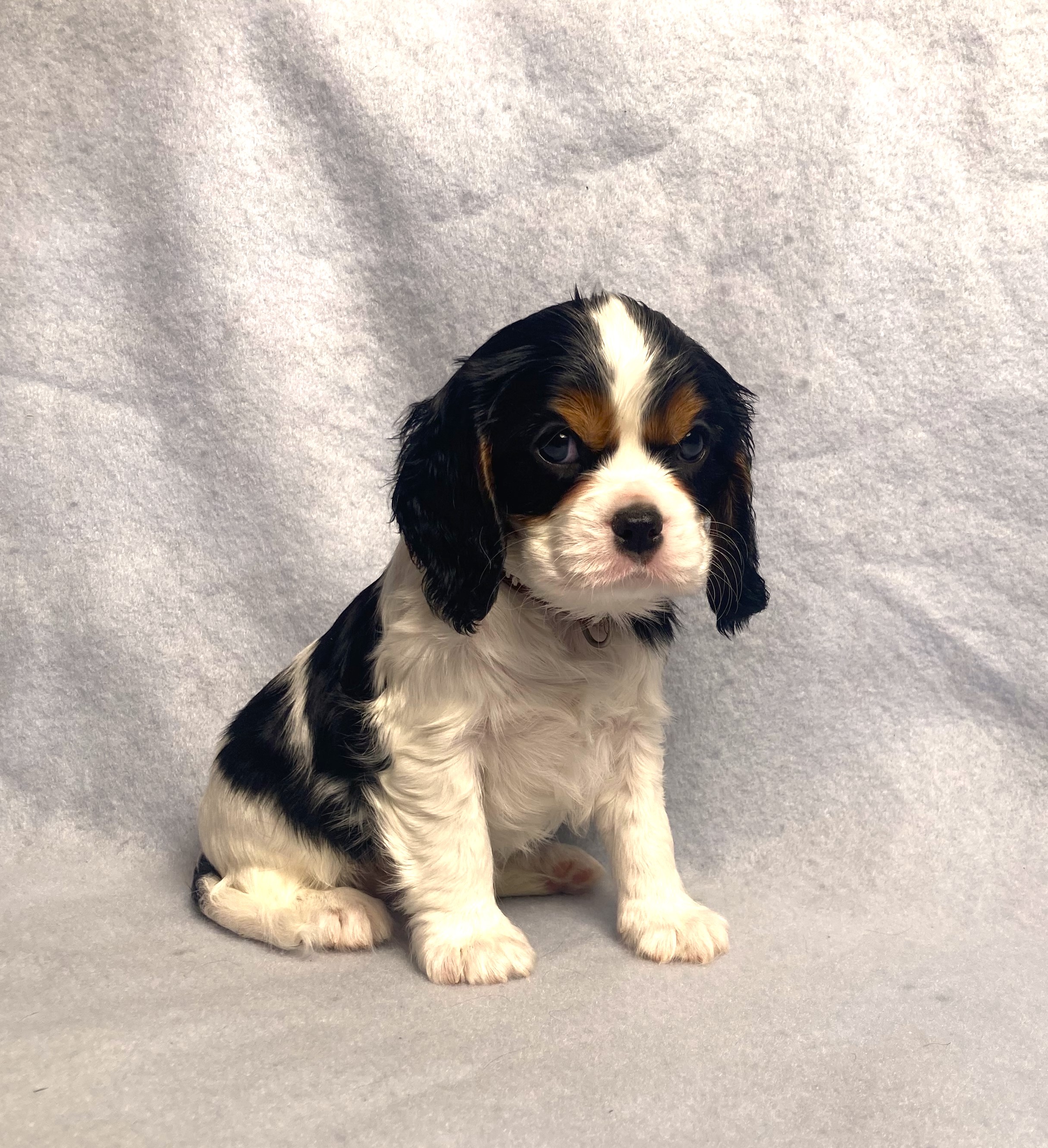 puppy, for, sale, Cavalier King Charles Spaniel,   Little Stream Estates LLC, dog, breeder, Lititz, PA, dog-breeder, puppy-for-sale, forsale, nearby, find, puppyfind, locator, puppylocator, aca