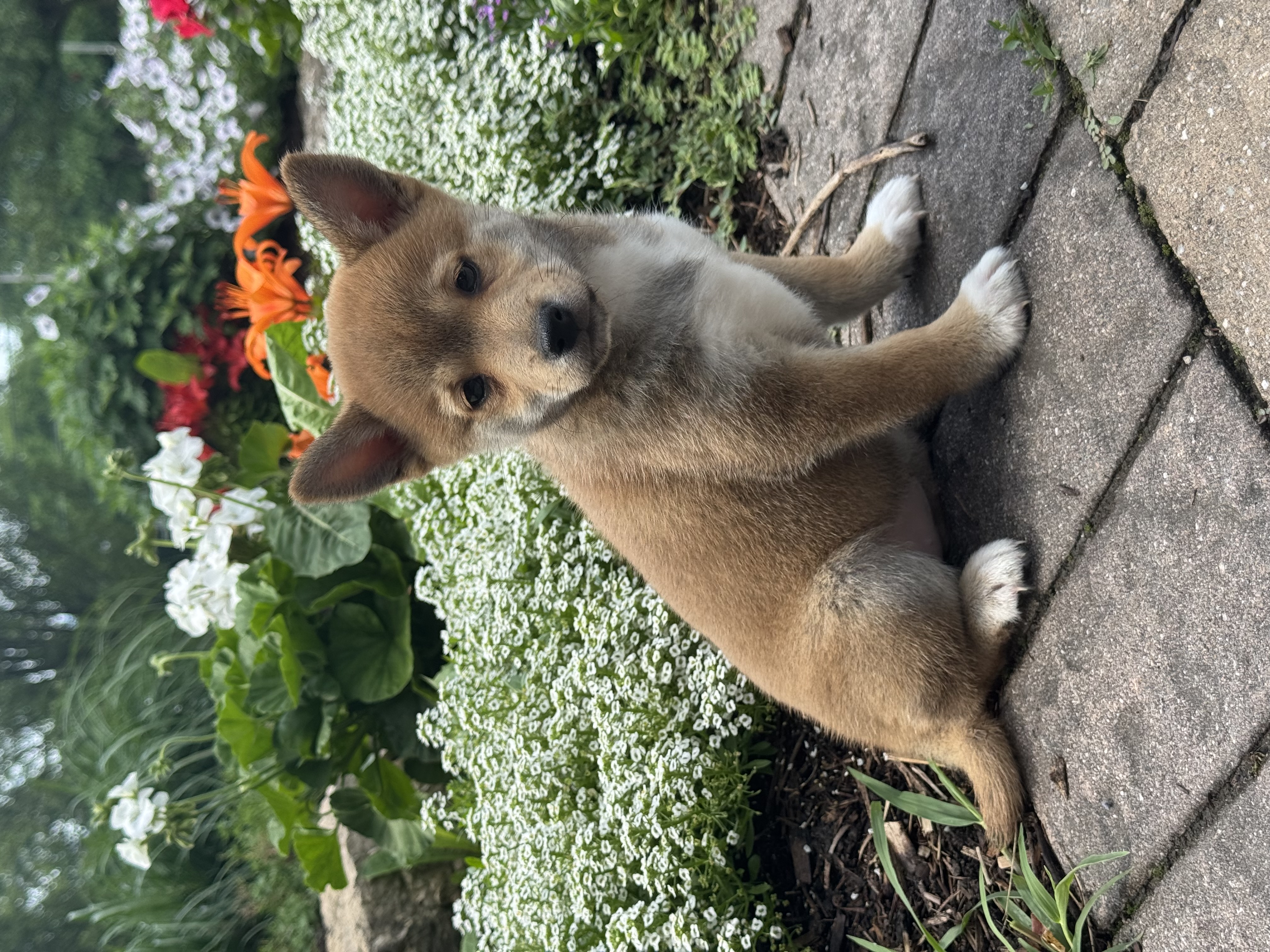 puppy, for, sale, Shiba Inu, Curtis  Martin, dog, breeder, Seneca Falls, NY, dog-breeder, puppy-for-sale, forsale, nearby, find, puppyfind, locator, puppylocator, aca