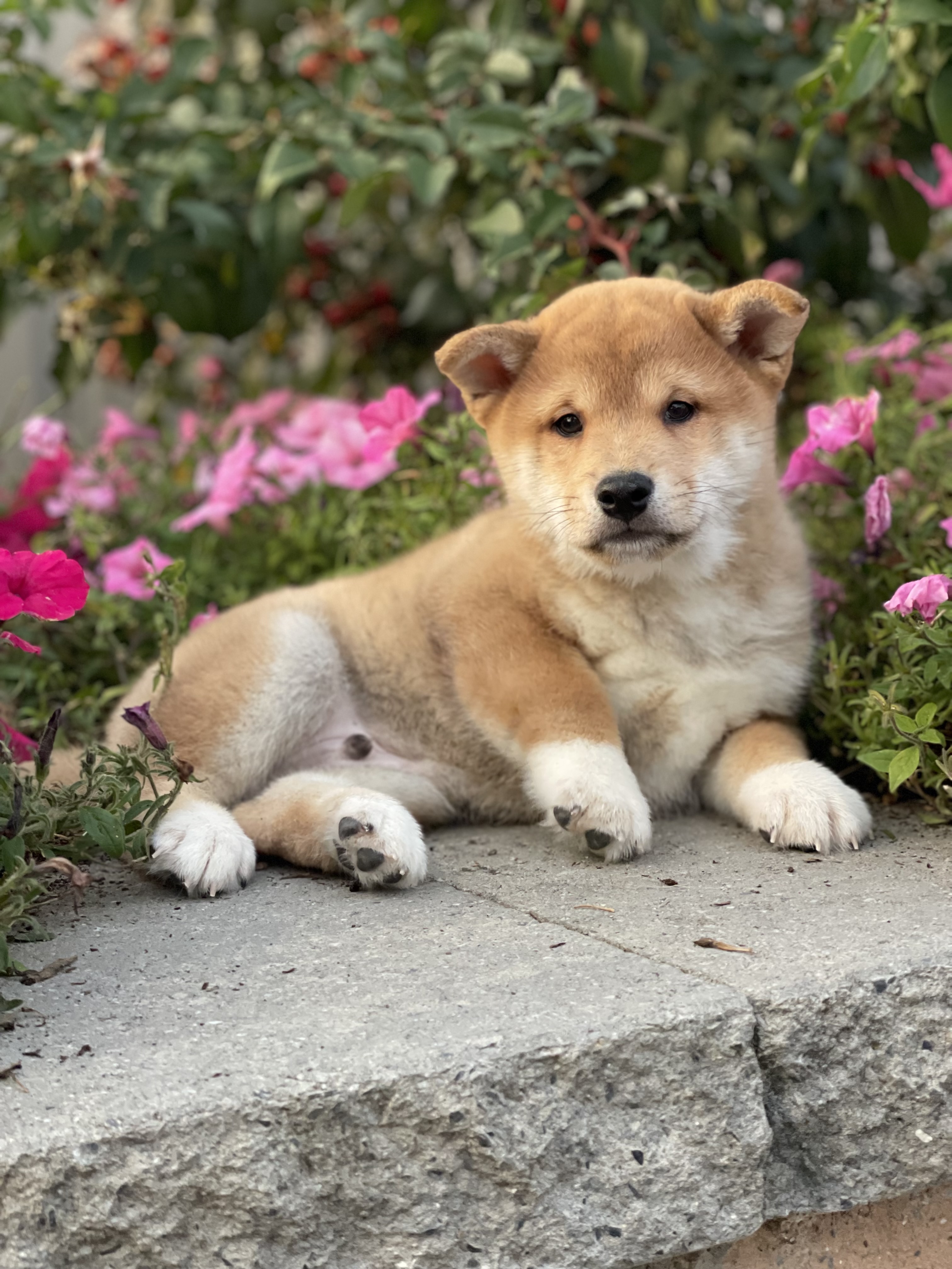 puppy, for, sale, Shiba Inu, Curtis  Martin, dog, breeder, Seneca Falls, NY, dog-breeder, puppy-for-sale, forsale, nearby, find, puppyfind, locator, puppylocator, aca