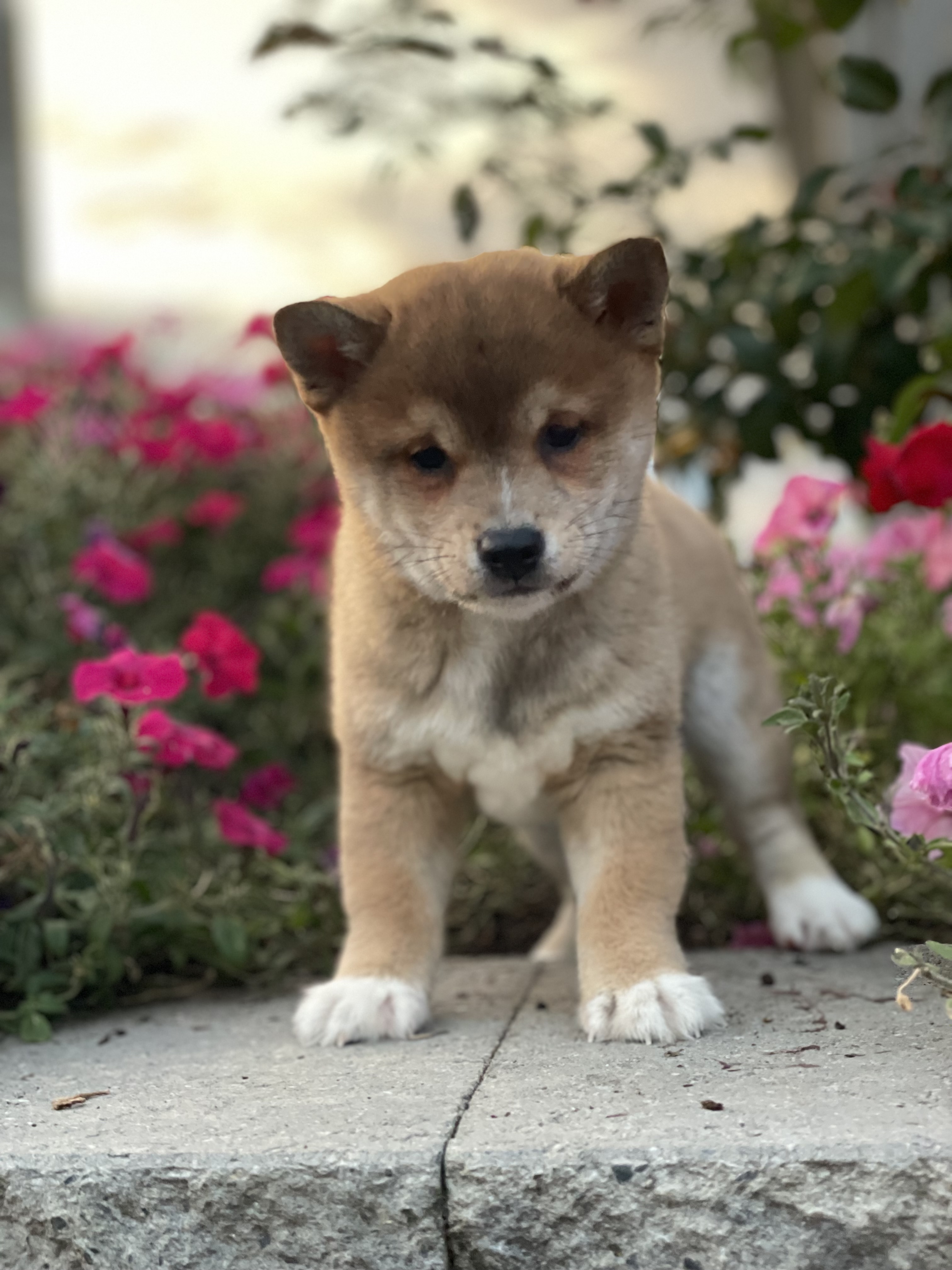 puppy, for, sale, Shiba Inu, Curtis  Martin, dog, breeder, Seneca Falls, NY, dog-breeder, puppy-for-sale, forsale, nearby, find, puppyfind, locator, puppylocator, aca
