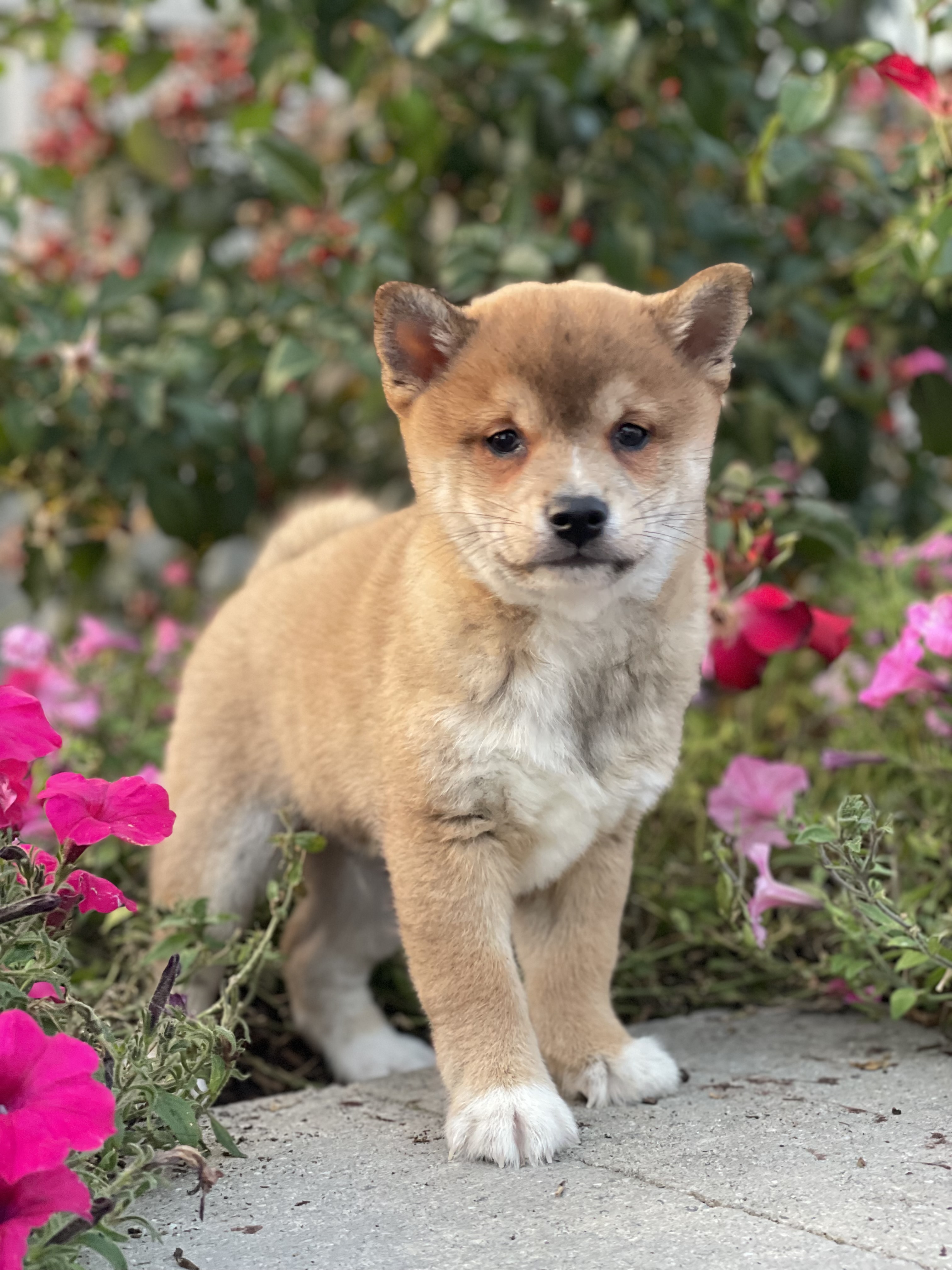 puppy, for, sale, Shiba Inu, Curtis  Martin, dog, breeder, Seneca Falls, NY, dog-breeder, puppy-for-sale, forsale, nearby, find, puppyfind, locator, puppylocator, aca