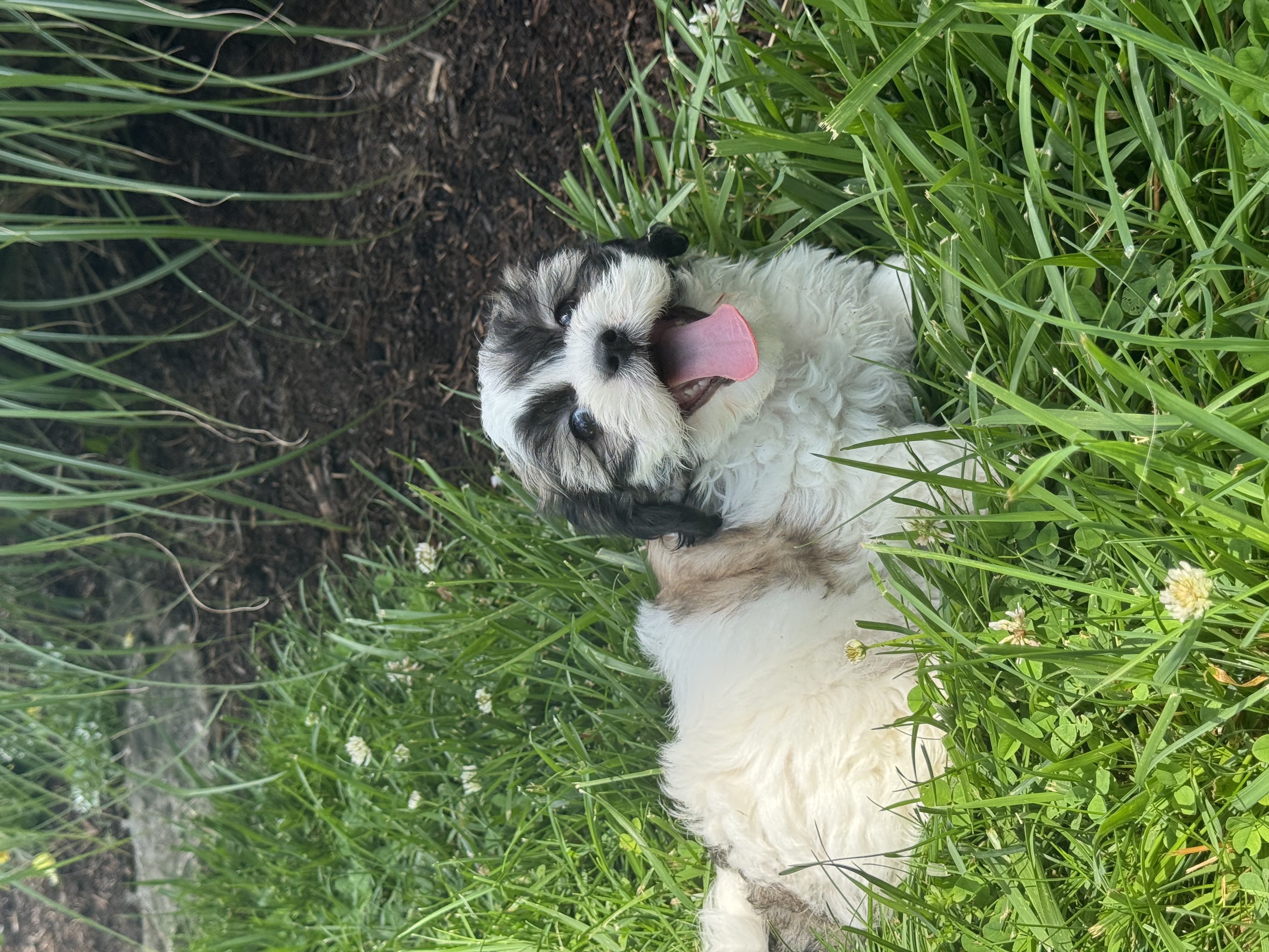 puppy, for, sale, Shi-Chon, Curtis  Martin, dog, breeder, Seneca Falls, NY, dog-breeder, puppy-for-sale, forsale, nearby, find, puppyfind, locator, puppylocator, aca