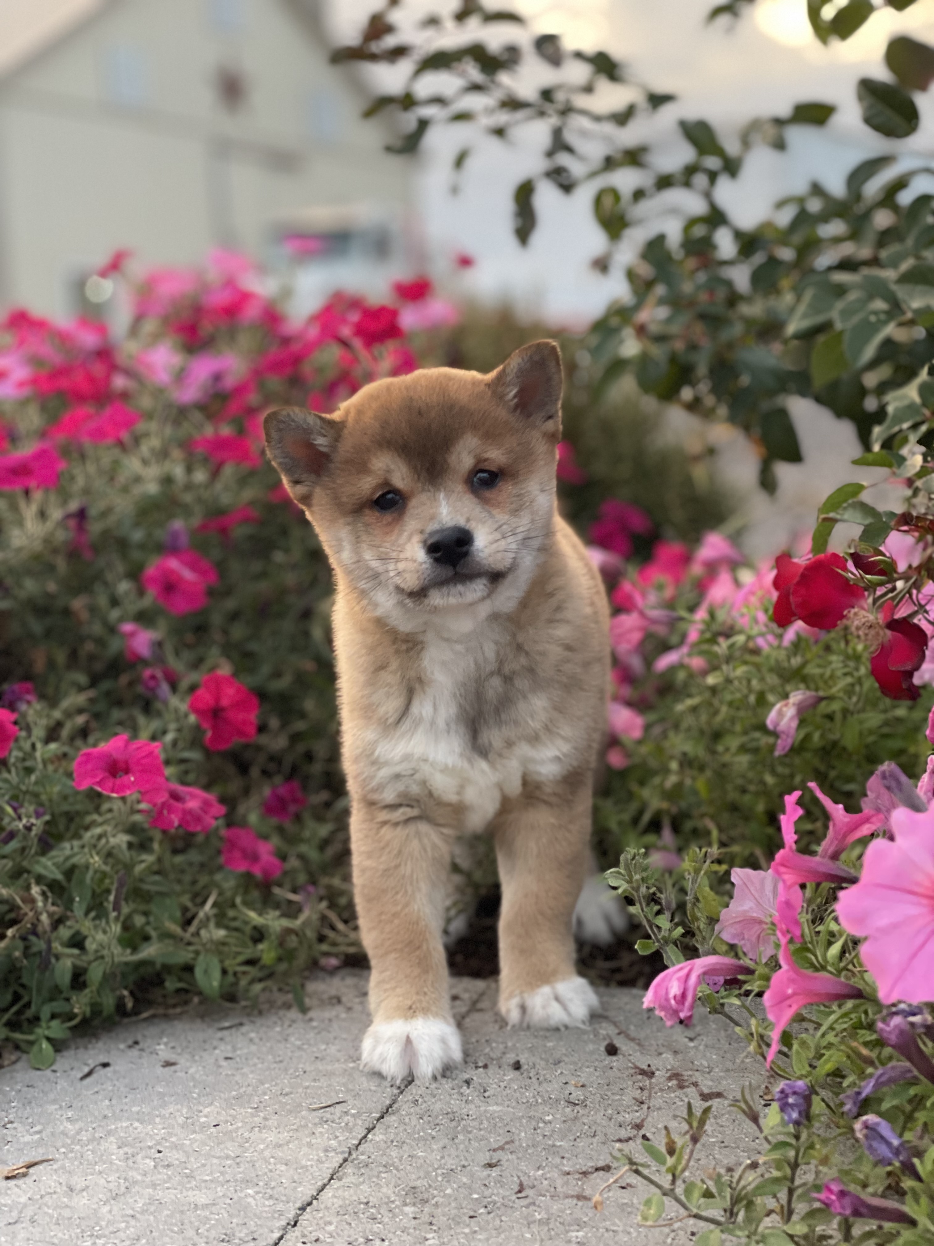 puppy, for, sale, Shiba Inu, Curtis  Martin, dog, breeder, Seneca Falls, NY, dog-breeder, puppy-for-sale, forsale, nearby, find, puppyfind, locator, puppylocator, aca