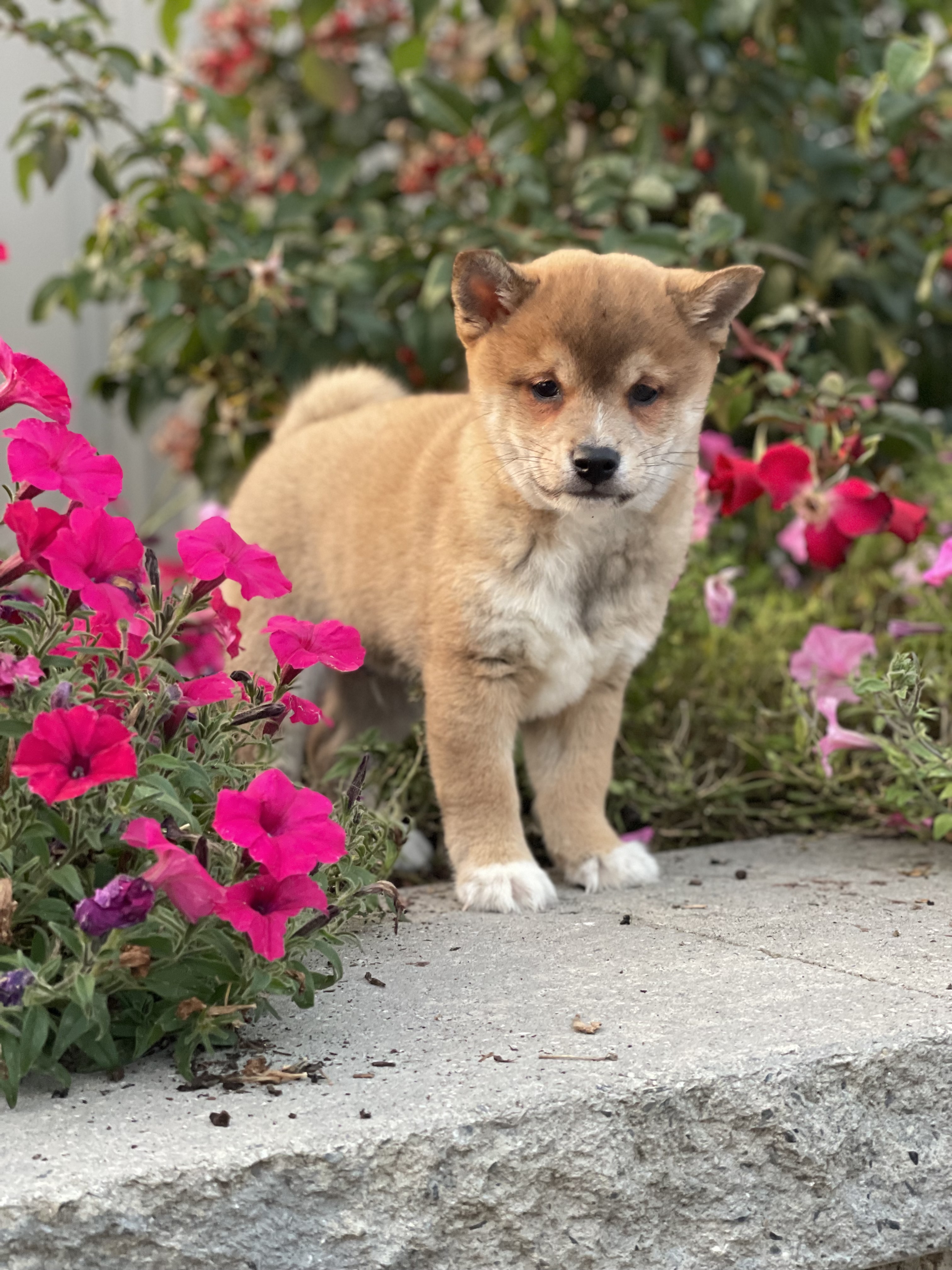 puppy, for, sale, Shiba Inu, Curtis  Martin, dog, breeder, Seneca Falls, NY, dog-breeder, puppy-for-sale, forsale, nearby, find, puppyfind, locator, puppylocator, aca