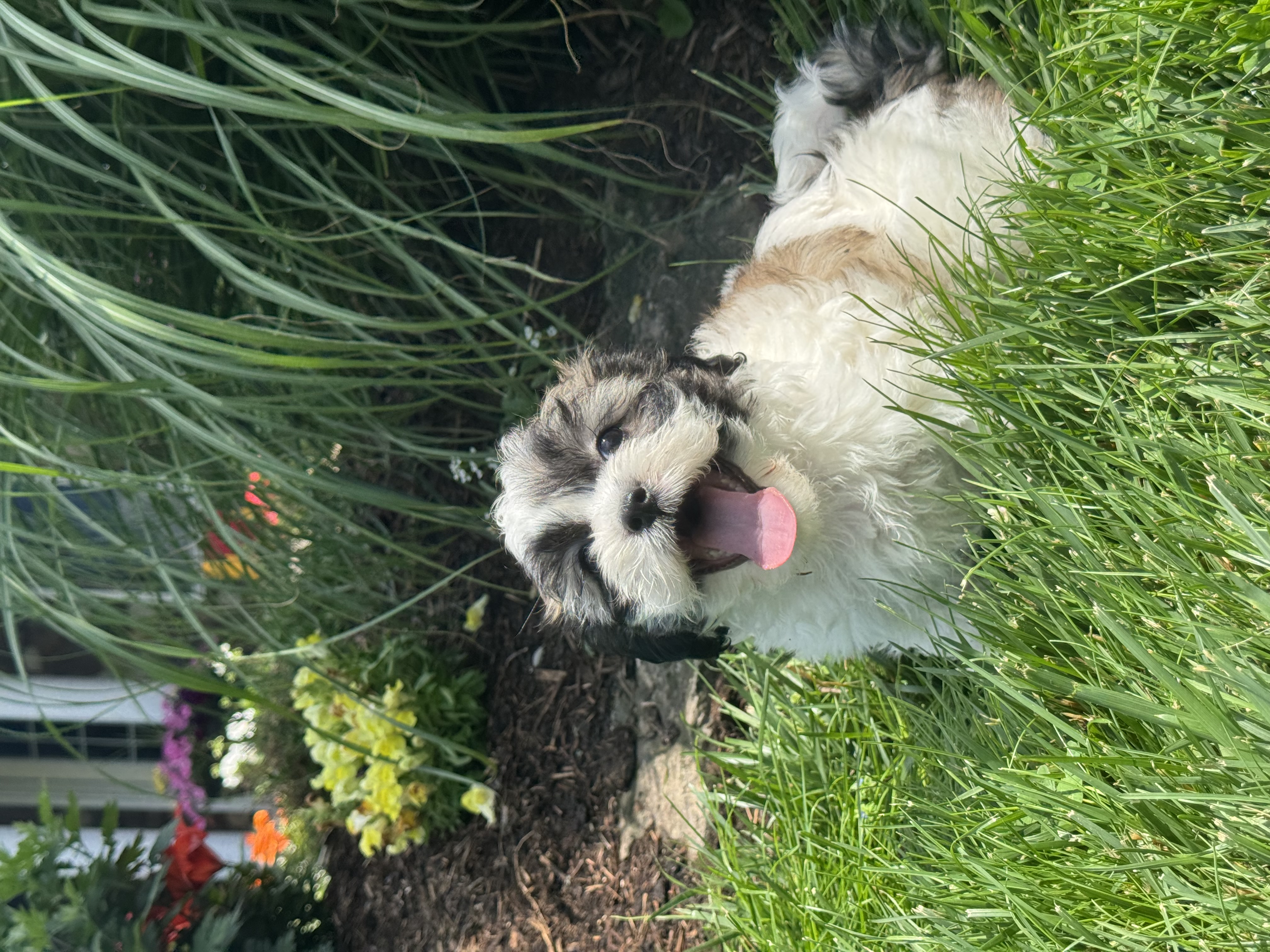puppy, for, sale, Shi-Chon, Curtis  Martin, dog, breeder, Seneca Falls, NY, dog-breeder, puppy-for-sale, forsale, nearby, find, puppyfind, locator, puppylocator, aca