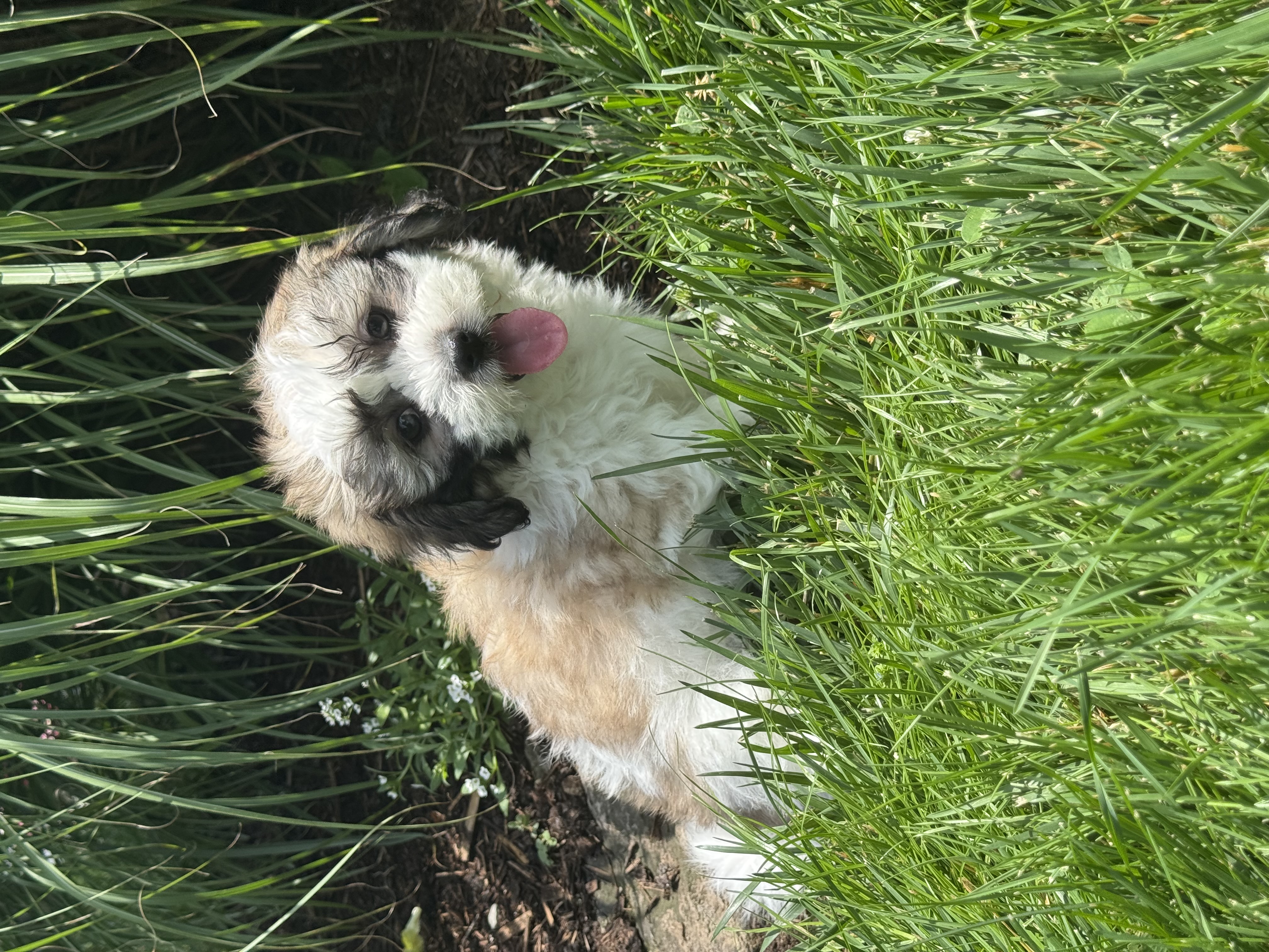 puppy, for, sale, Shi-Chon, Curtis  Martin, dog, breeder, Seneca Falls, NY, dog-breeder, puppy-for-sale, forsale, nearby, find, puppyfind, locator, puppylocator, aca