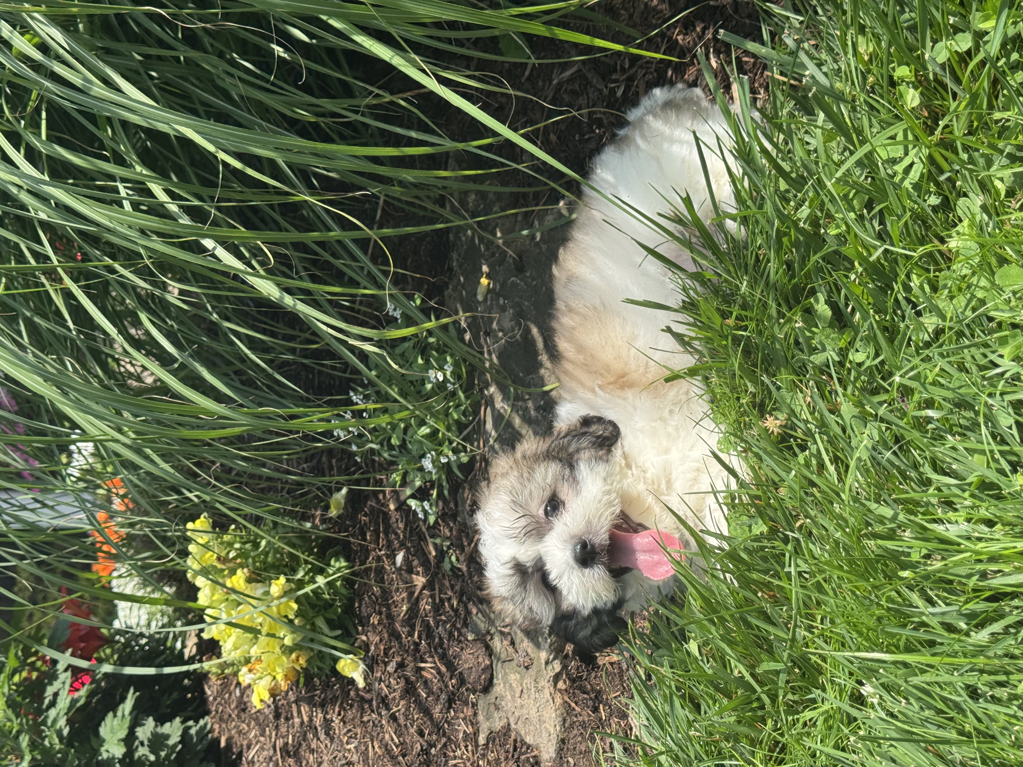 puppy, for, sale, Shi-Chon, Curtis  Martin, dog, breeder, Seneca Falls, NY, dog-breeder, puppy-for-sale, forsale, nearby, find, puppyfind, locator, puppylocator, aca
