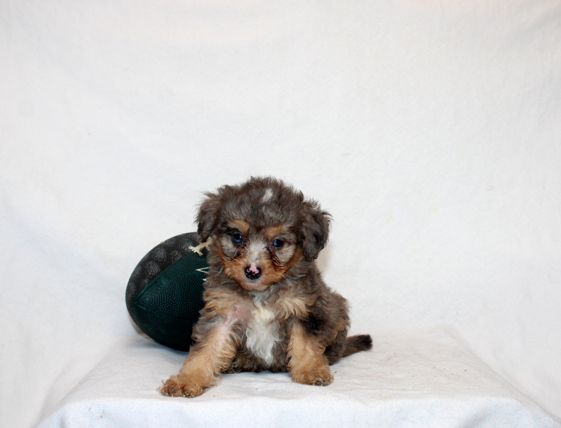 puppy, for, sale, Mini Bernedoodle F2, Matthew B. Stoltzfus, dog, breeder, Gap, PA, dog-breeder, puppy-for-sale, forsale, nearby, find, puppyfind, locator, puppylocator, aca