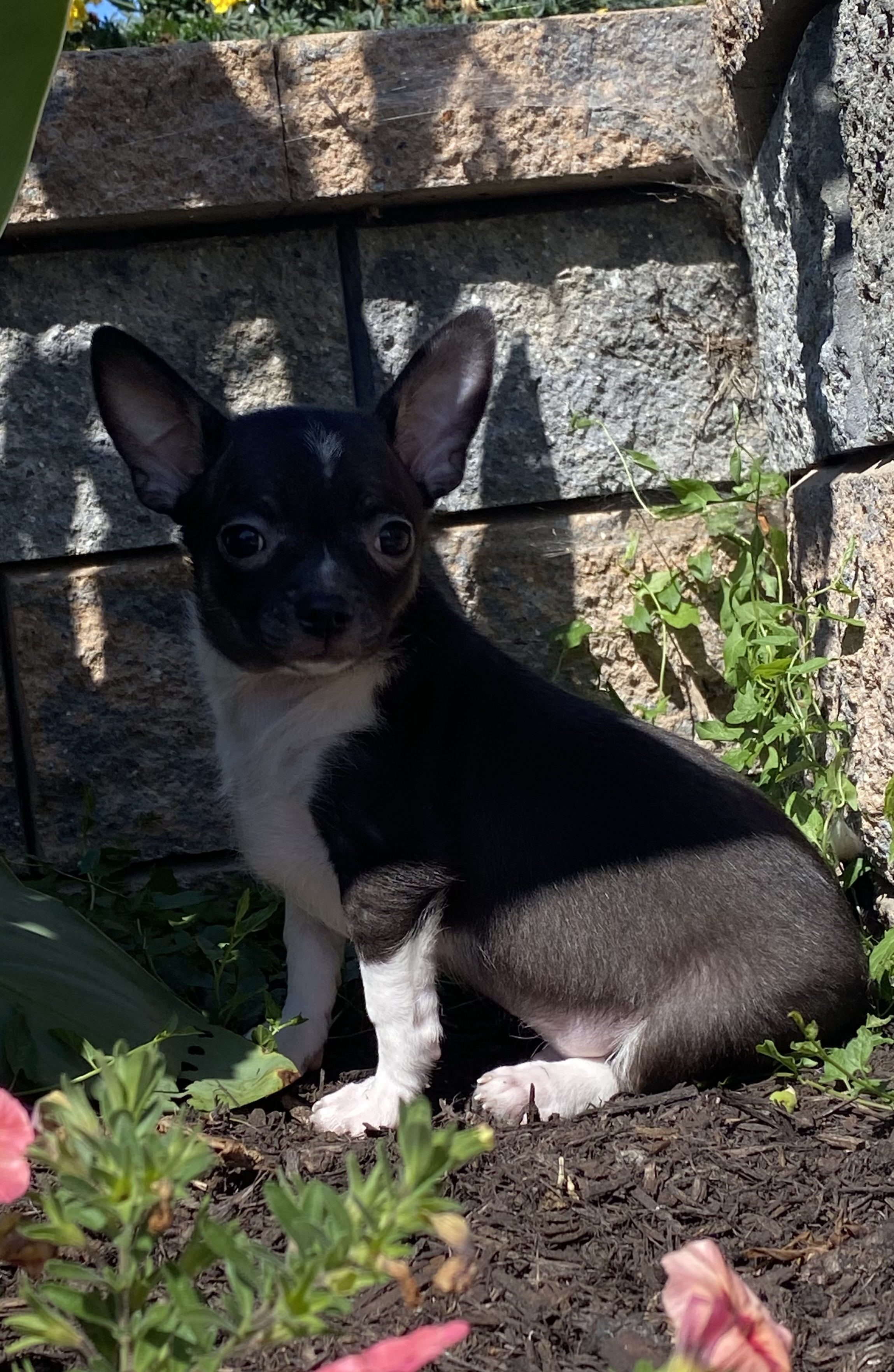puppy, for, sale, Chihuahua, Curtis  Martin, dog, breeder, Seneca Falls, NY, dog-breeder, puppy-for-sale, forsale, nearby, find, puppyfind, locator, puppylocator, aca