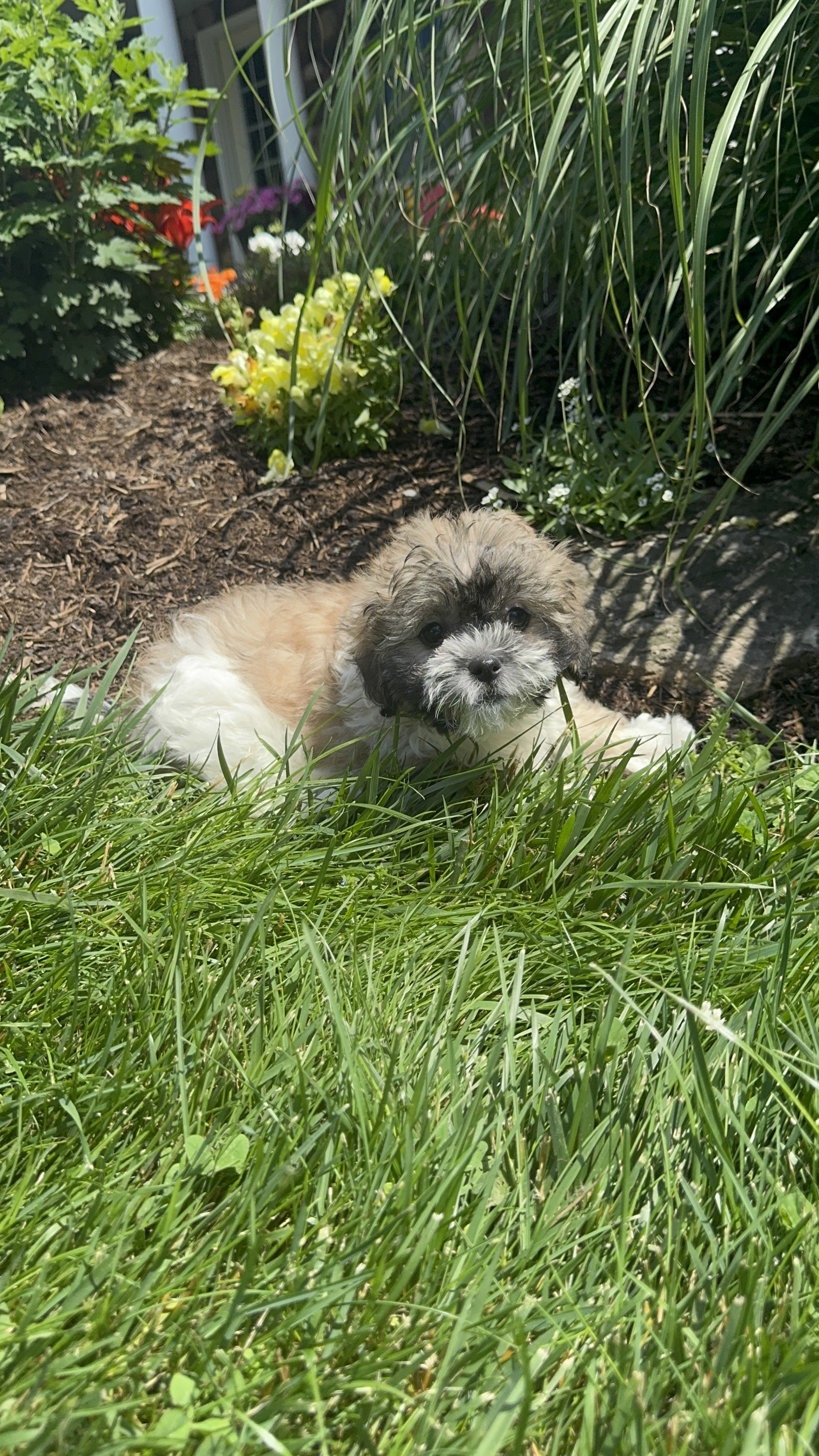 puppy, for, sale, Shi-Chon, Curtis  Martin, dog, breeder, Seneca Falls, NY, dog-breeder, puppy-for-sale, forsale, nearby, find, puppyfind, locator, puppylocator, aca