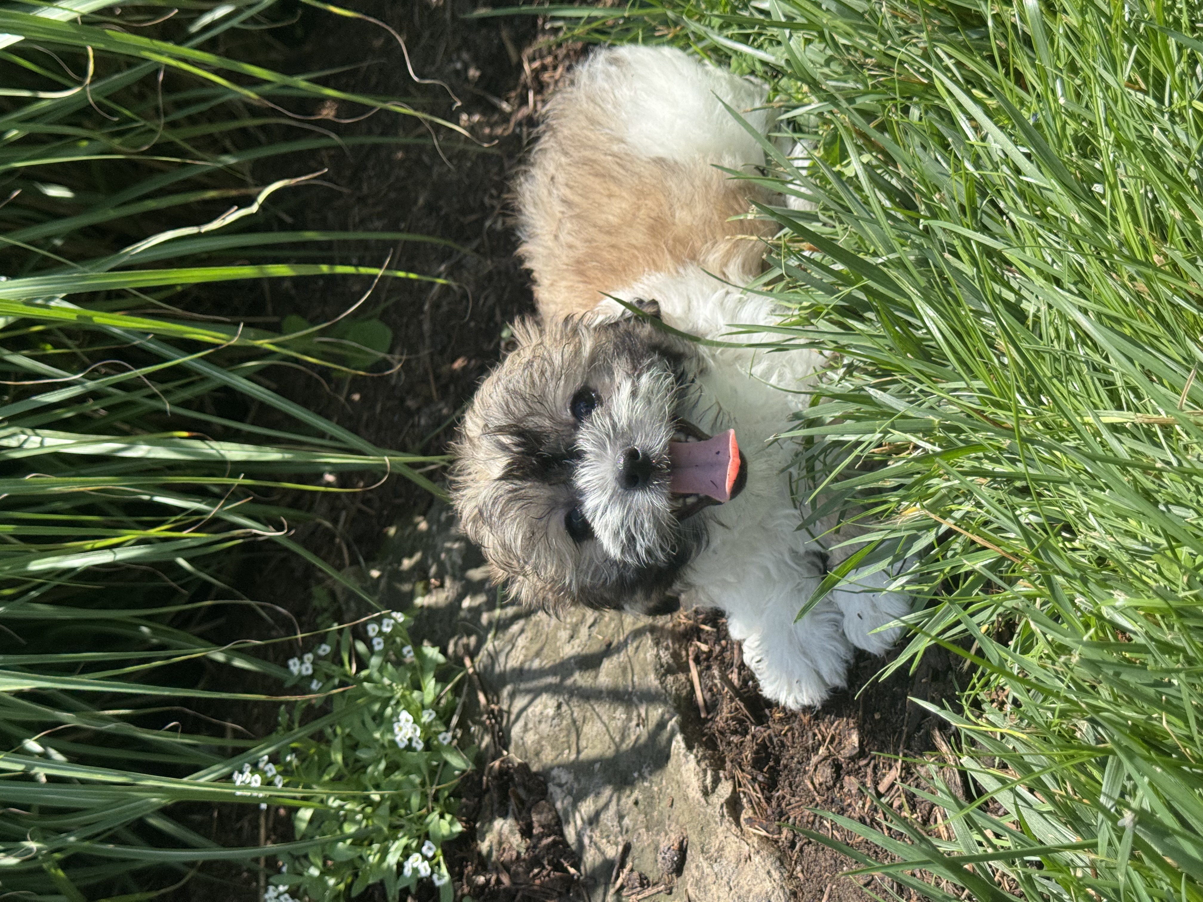puppy, for, sale, Shi-Chon, Curtis  Martin, dog, breeder, Seneca Falls, NY, dog-breeder, puppy-for-sale, forsale, nearby, find, puppyfind, locator, puppylocator, aca