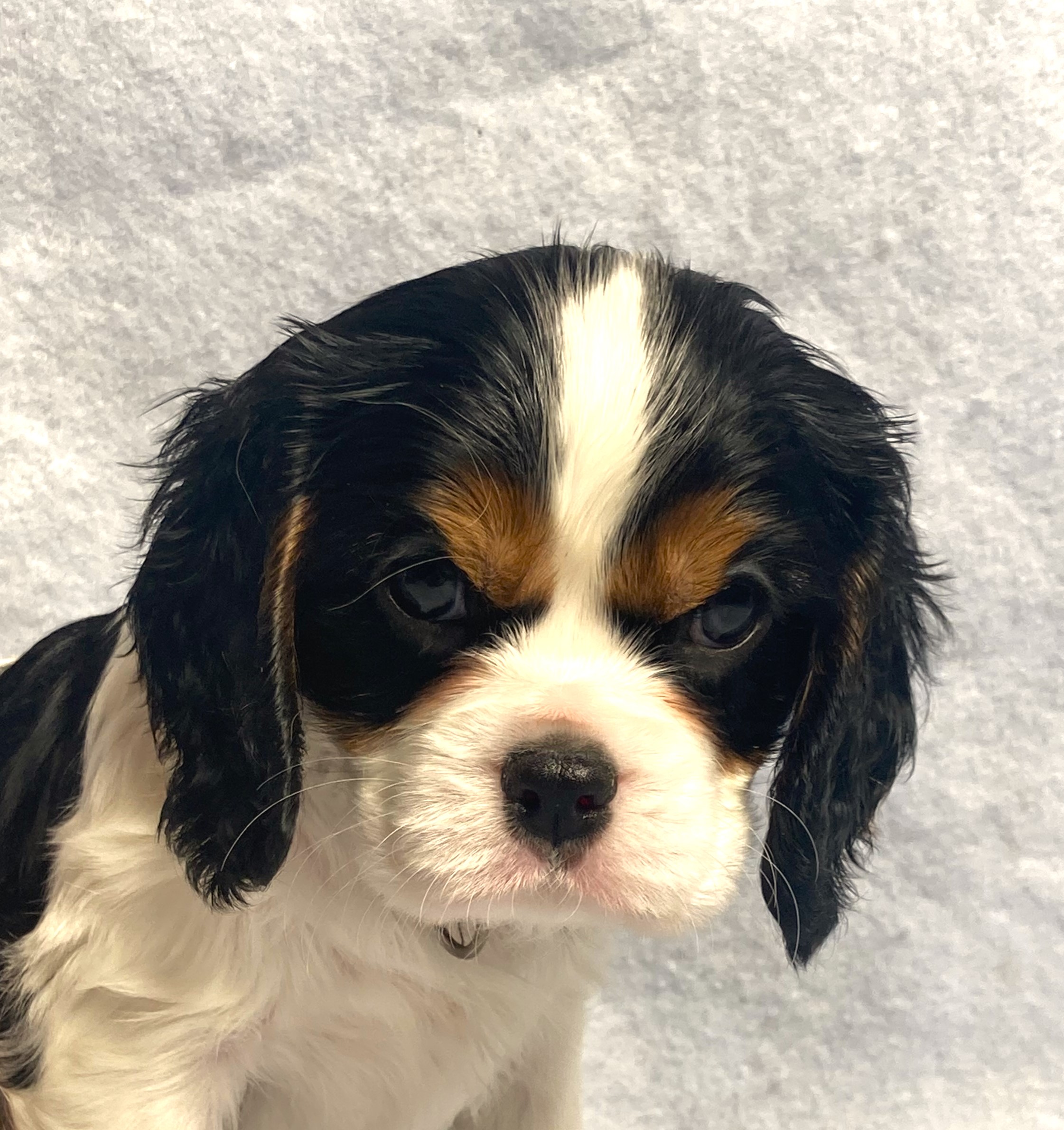 puppy, for, sale, Cavalier King Charles Spaniel,   Little Stream Estates LLC, dog, breeder, Lititz, PA, dog-breeder, puppy-for-sale, forsale, nearby, find, puppyfind, locator, puppylocator, aca