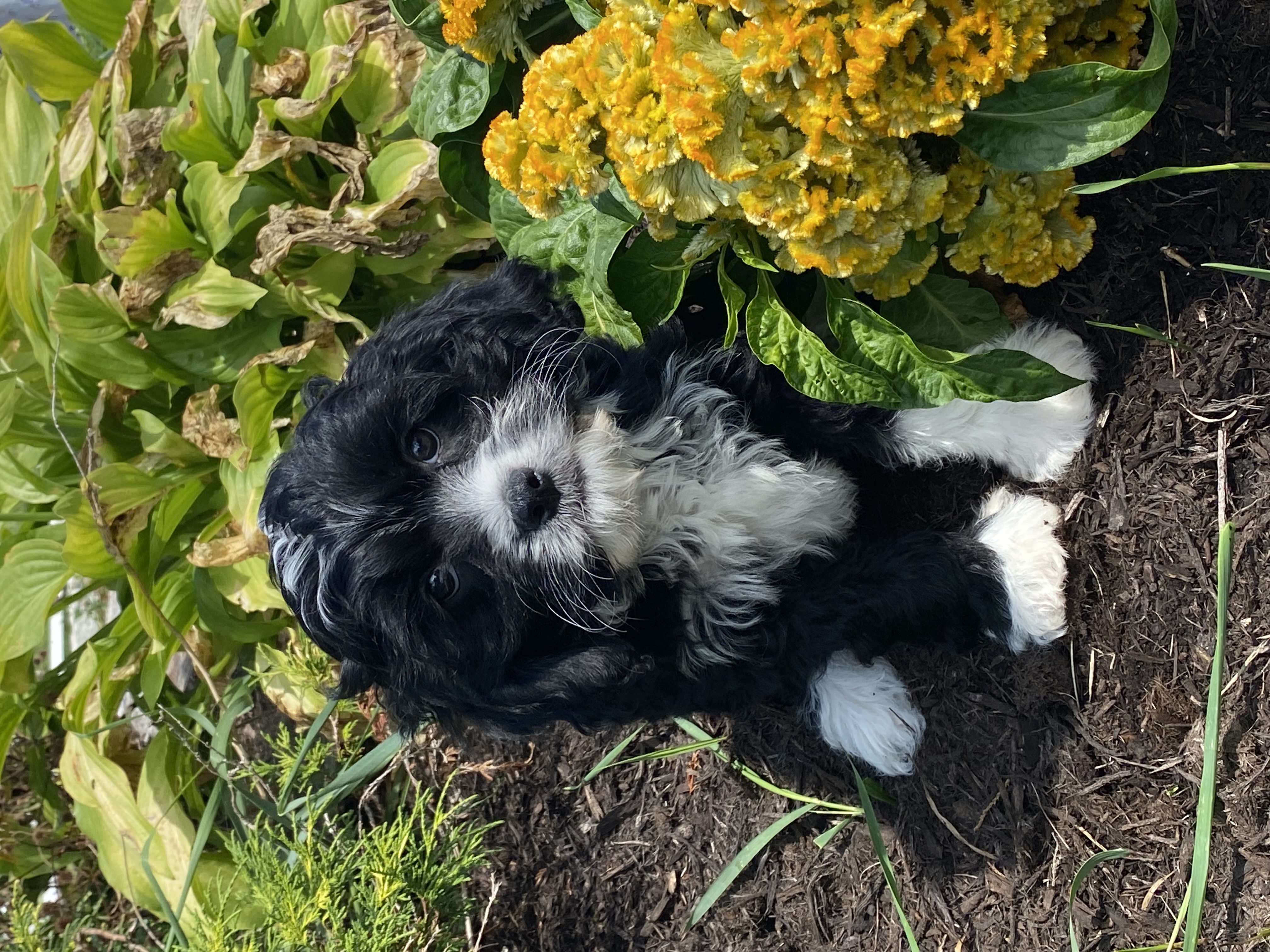 puppy, for, sale, Cavanese, Curtis  Martin, dog, breeder, Seneca Falls, NY, dog-breeder, puppy-for-sale, forsale, nearby, find, puppyfind, locator, puppylocator, aca