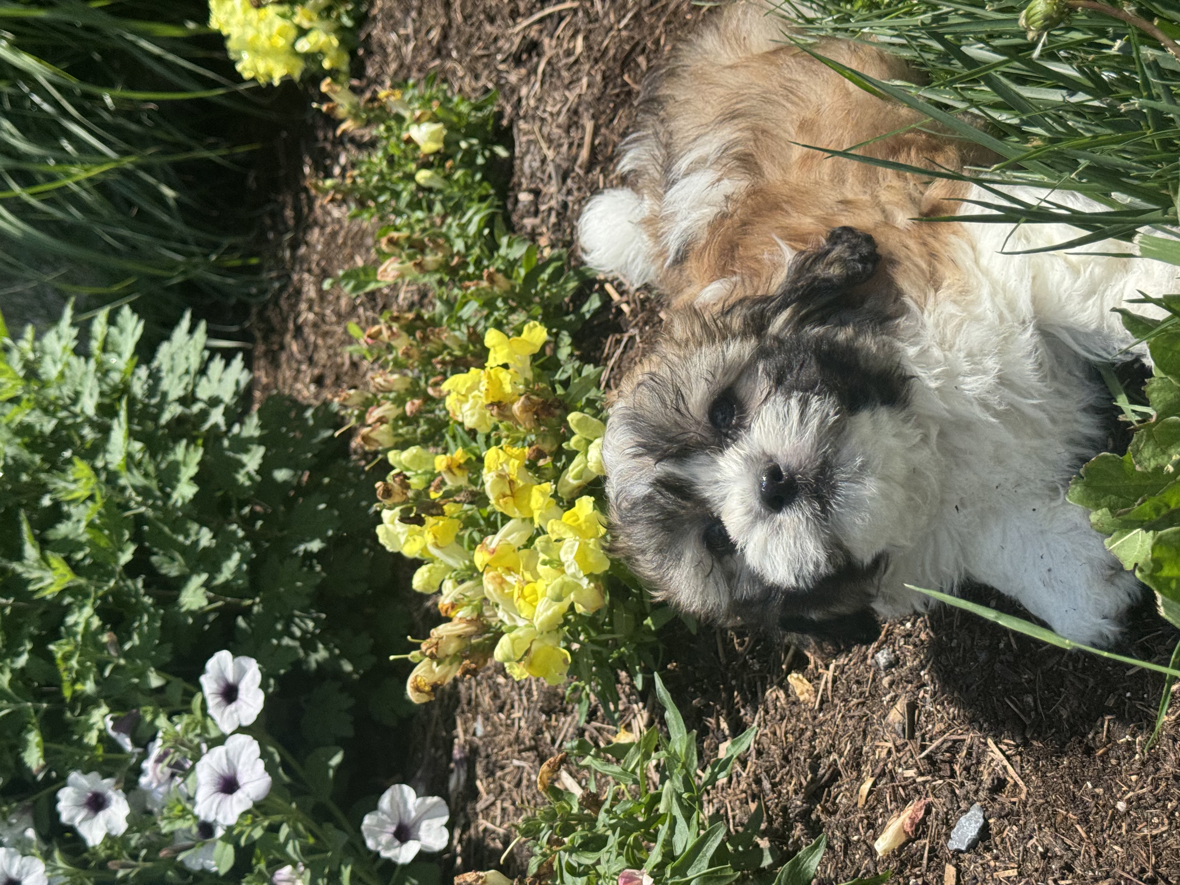 puppy, for, sale, Shi-Chon, Curtis  Martin, dog, breeder, Seneca Falls, NY, dog-breeder, puppy-for-sale, forsale, nearby, find, puppyfind, locator, puppylocator, aca