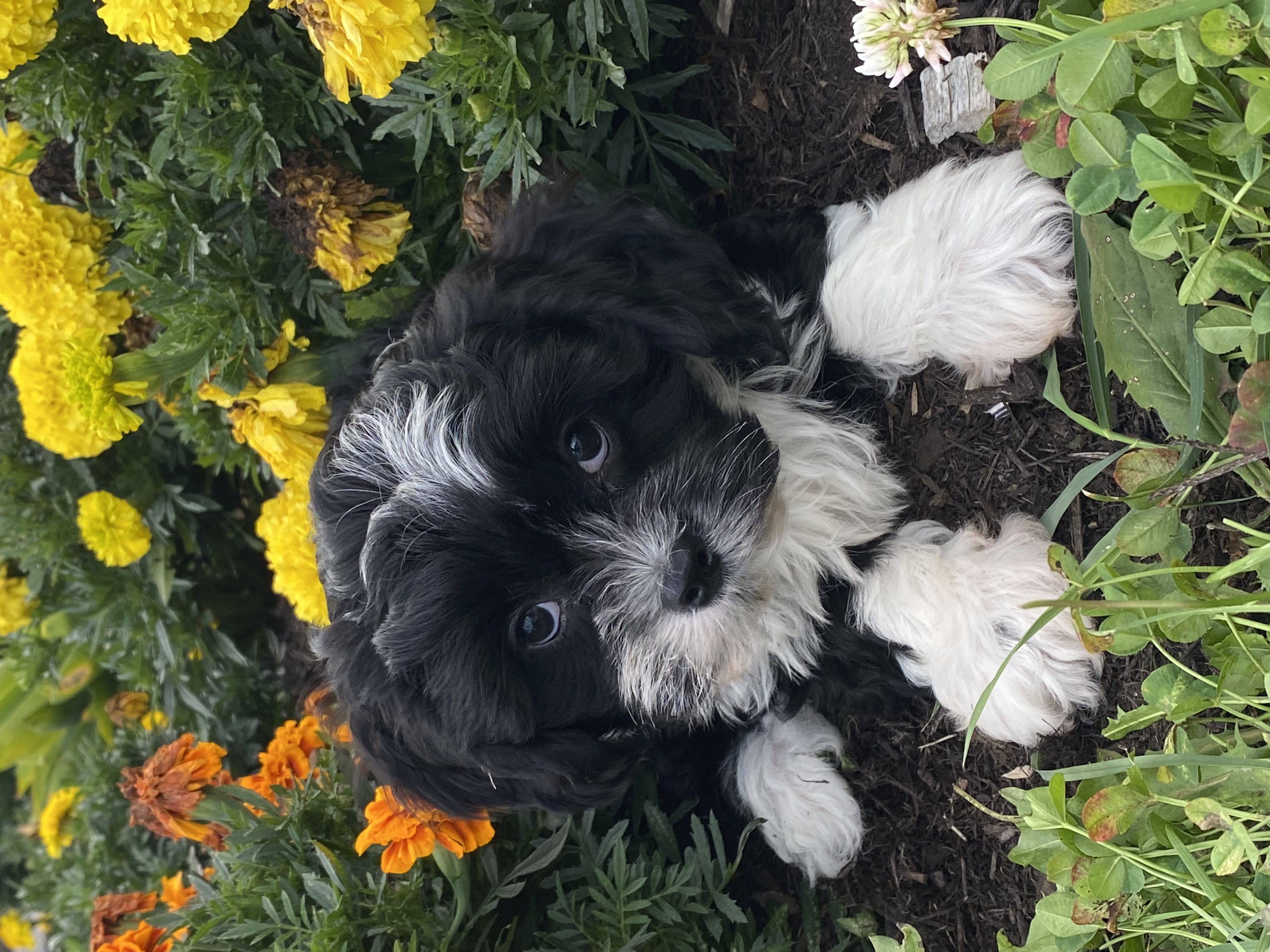 puppy, for, sale, Cavanese, Curtis  Martin, dog, breeder, Seneca Falls, NY, dog-breeder, puppy-for-sale, forsale, nearby, find, puppyfind, locator, puppylocator, aca