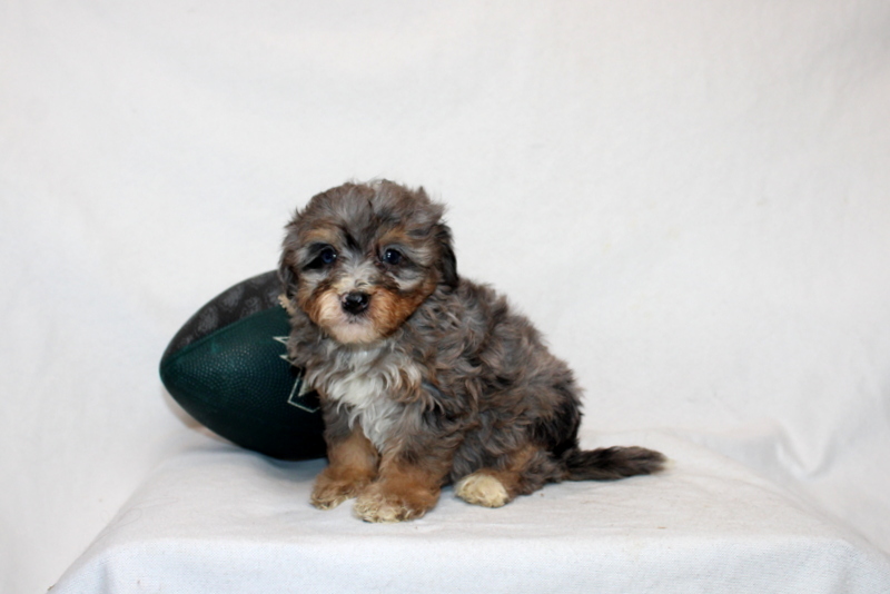 puppy, for, sale, Mini Bernedoodle F2, Matthew B. Stoltzfus, dog, breeder, Gap, PA, dog-breeder, puppy-for-sale, forsale, nearby, find, puppyfind, locator, puppylocator, aca