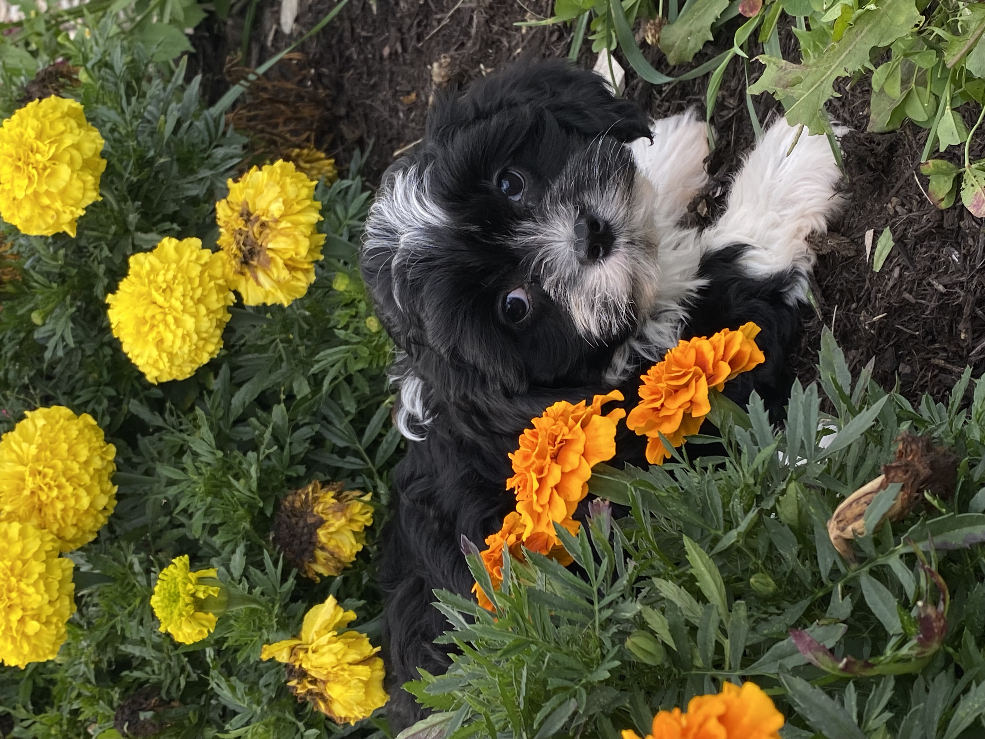 puppy, for, sale, Cavanese, Curtis  Martin, dog, breeder, Seneca Falls, NY, dog-breeder, puppy-for-sale, forsale, nearby, find, puppyfind, locator, puppylocator, aca